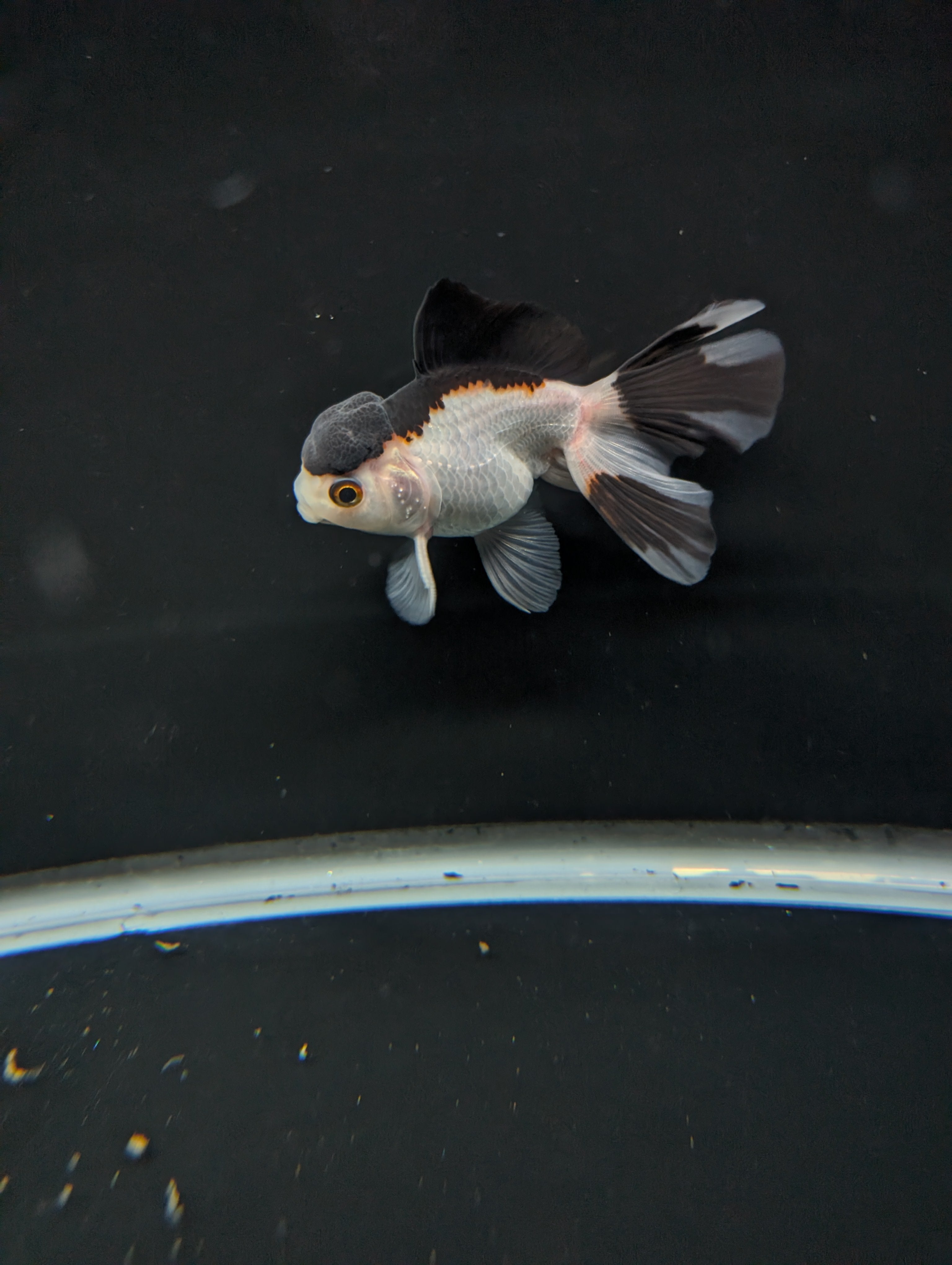 Juvenile Oranda Panda 3.5"-4" in.  ID#501T2A-011