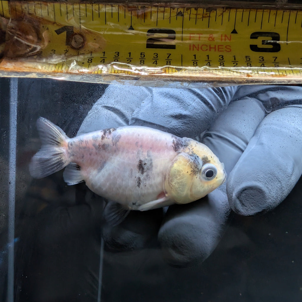 Baby Ranchu  Calico 2"-2.5" in. ID#508R3A-018