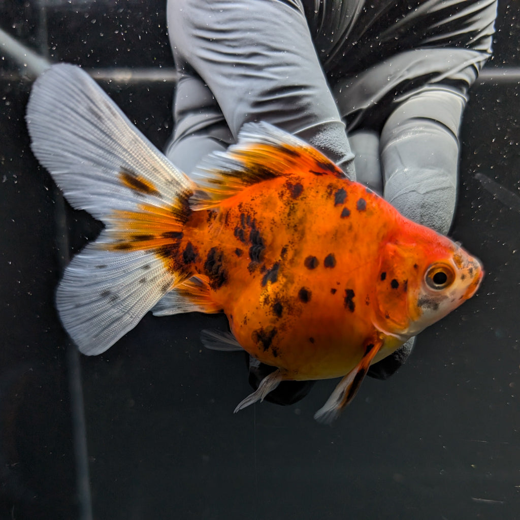 Tamasaba Calico 3"-3.5" in. ID#1009TM1B-011