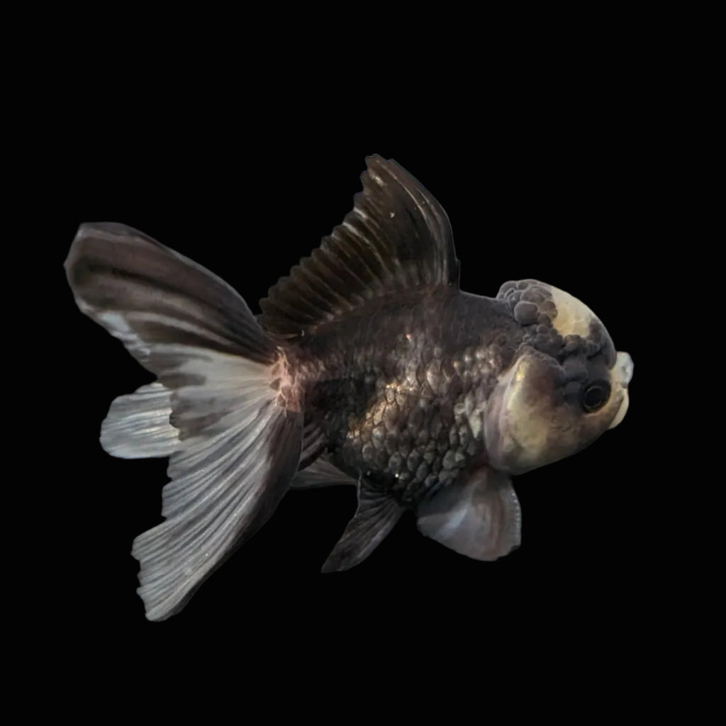 Juvenile Thai Oranda Panda 3"in.  ID#821T1A-023