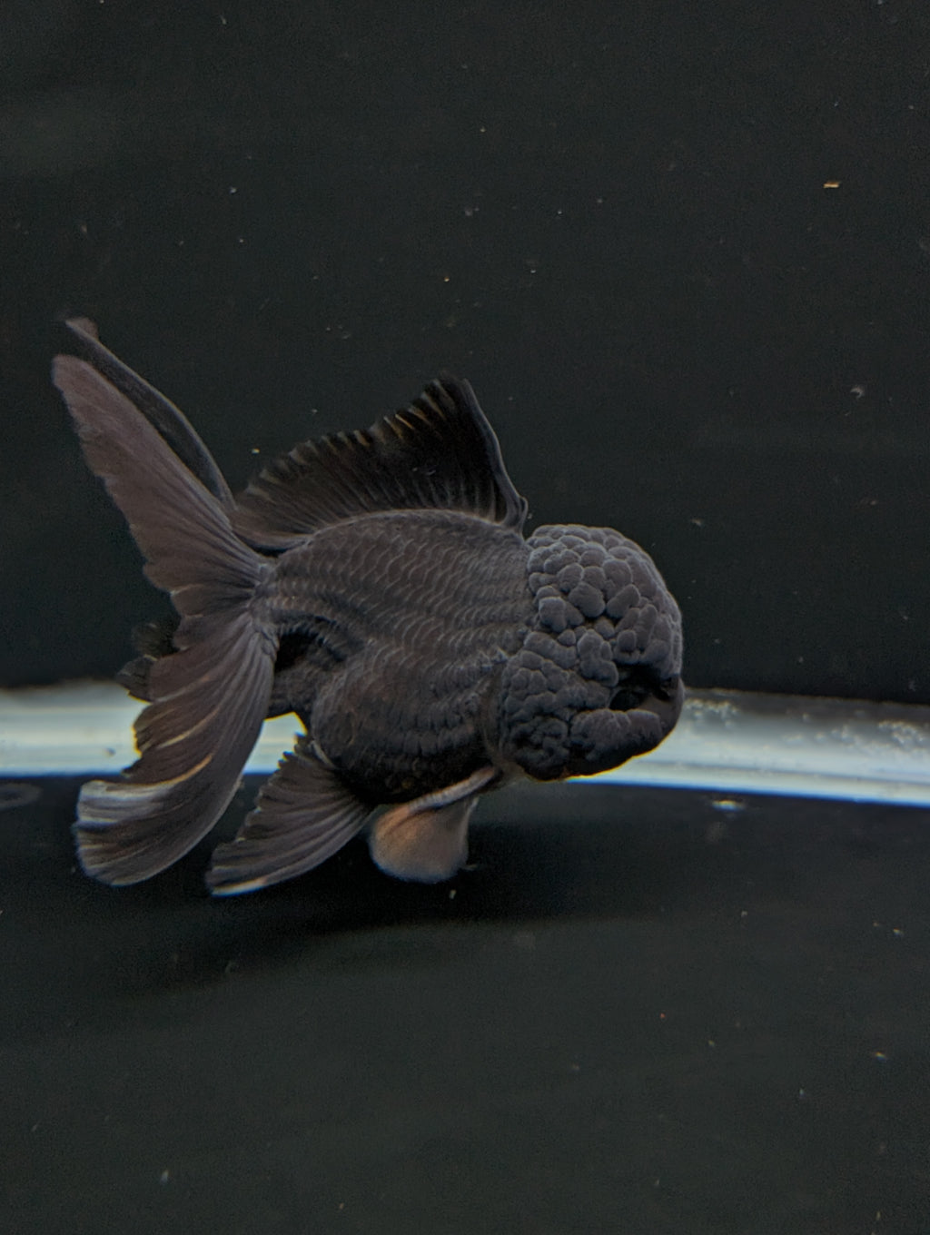 Thai Oranda Godzilla Black 3.5"-4"in.  ID#1023T1A-028