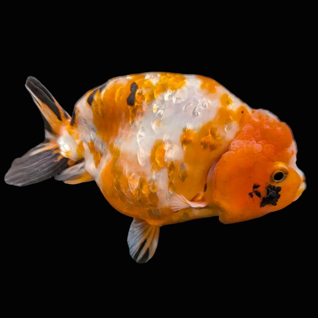 Jumbo Ranchu Sakura Calico 4.5"-5" in. ID#814R8A-026