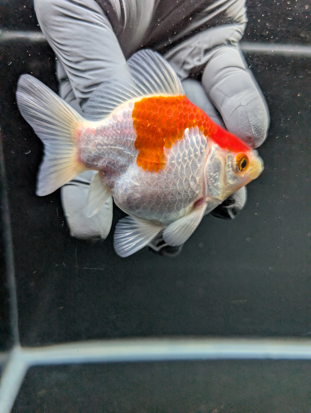 Tamasaba Red White 3"-3.5" in. ID#1009TM1B-007
