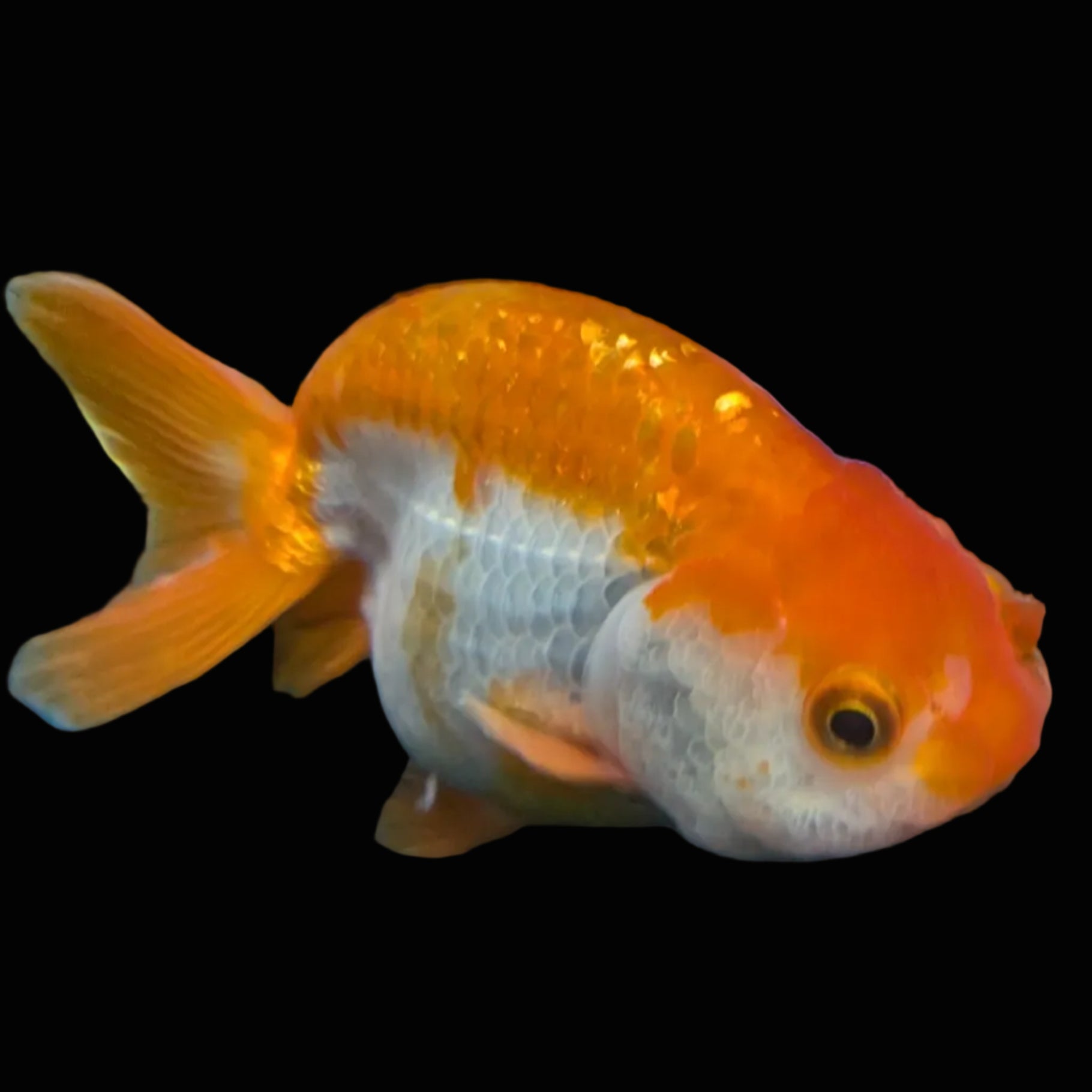 Ranchu Red White 3.5"-4"in. ID#821R4A-054