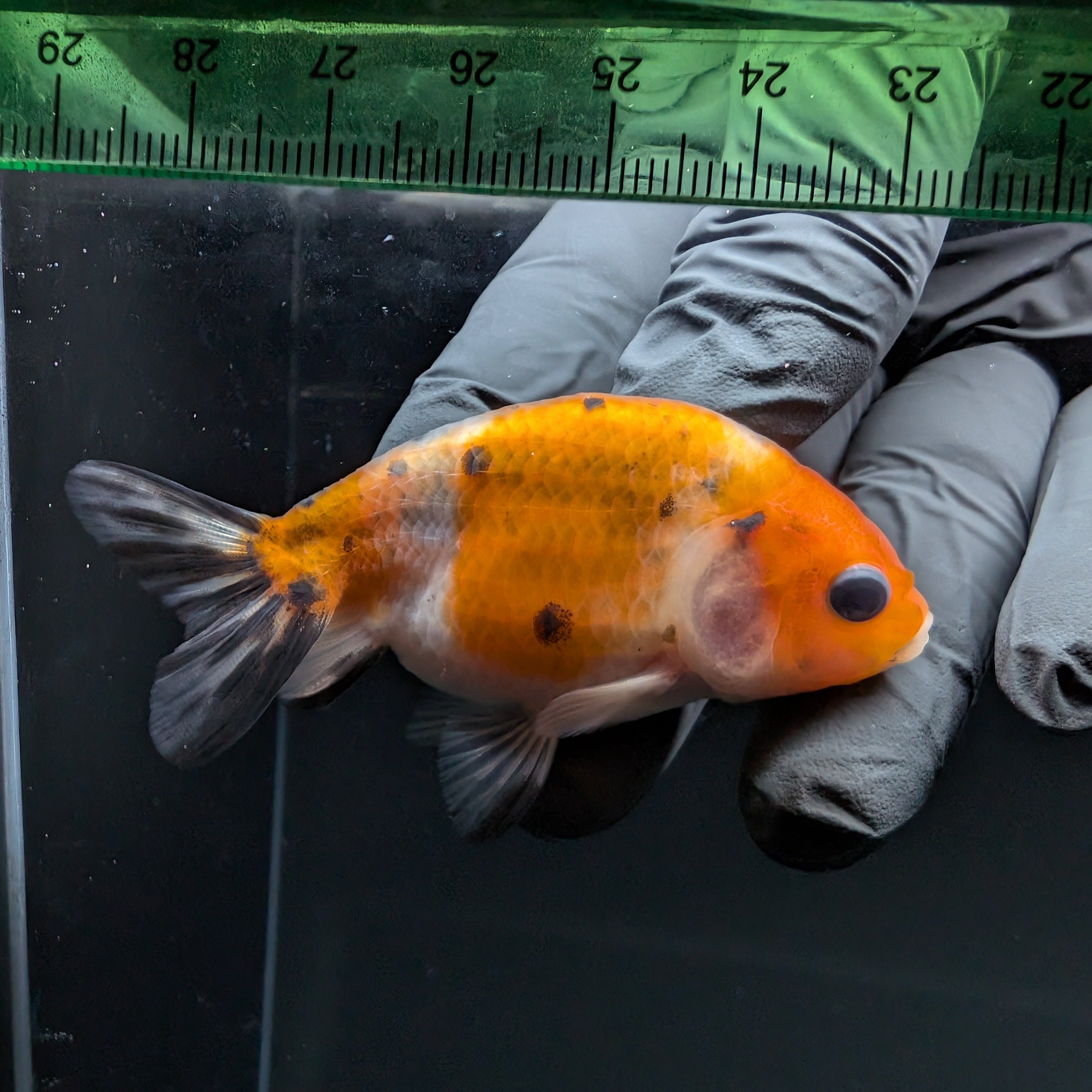 Ranchu Calico 2.5"-3" in. ID#724R4A-021