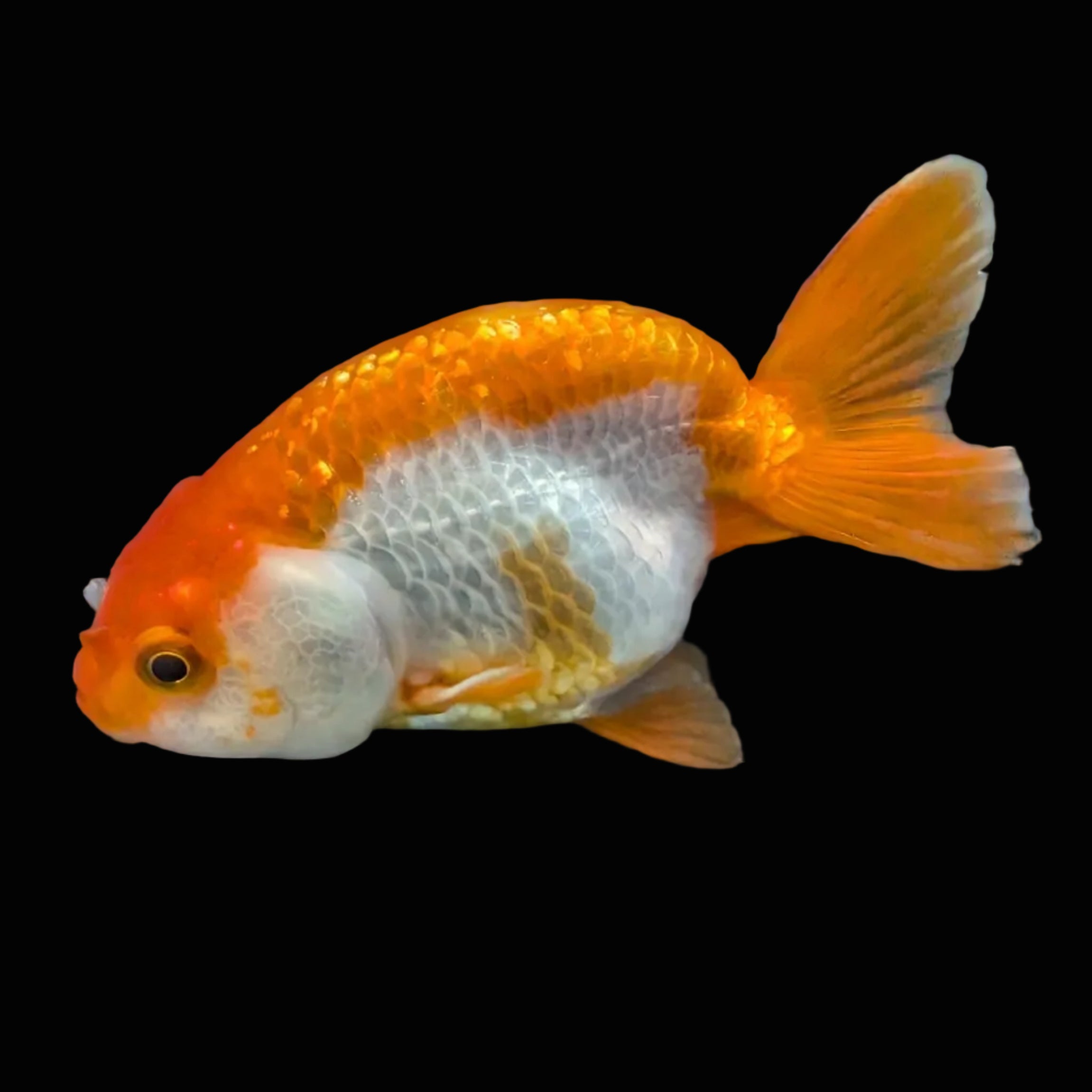 Ranchu Red White 3.5"-4"in. ID#821R4A-054