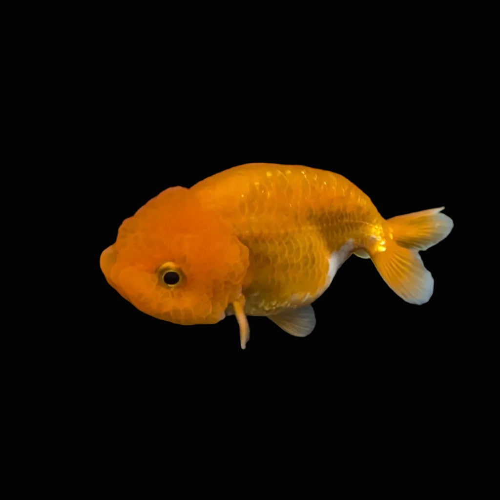Ranchu Red White 3"-3.5" in. ID#417R13A-005