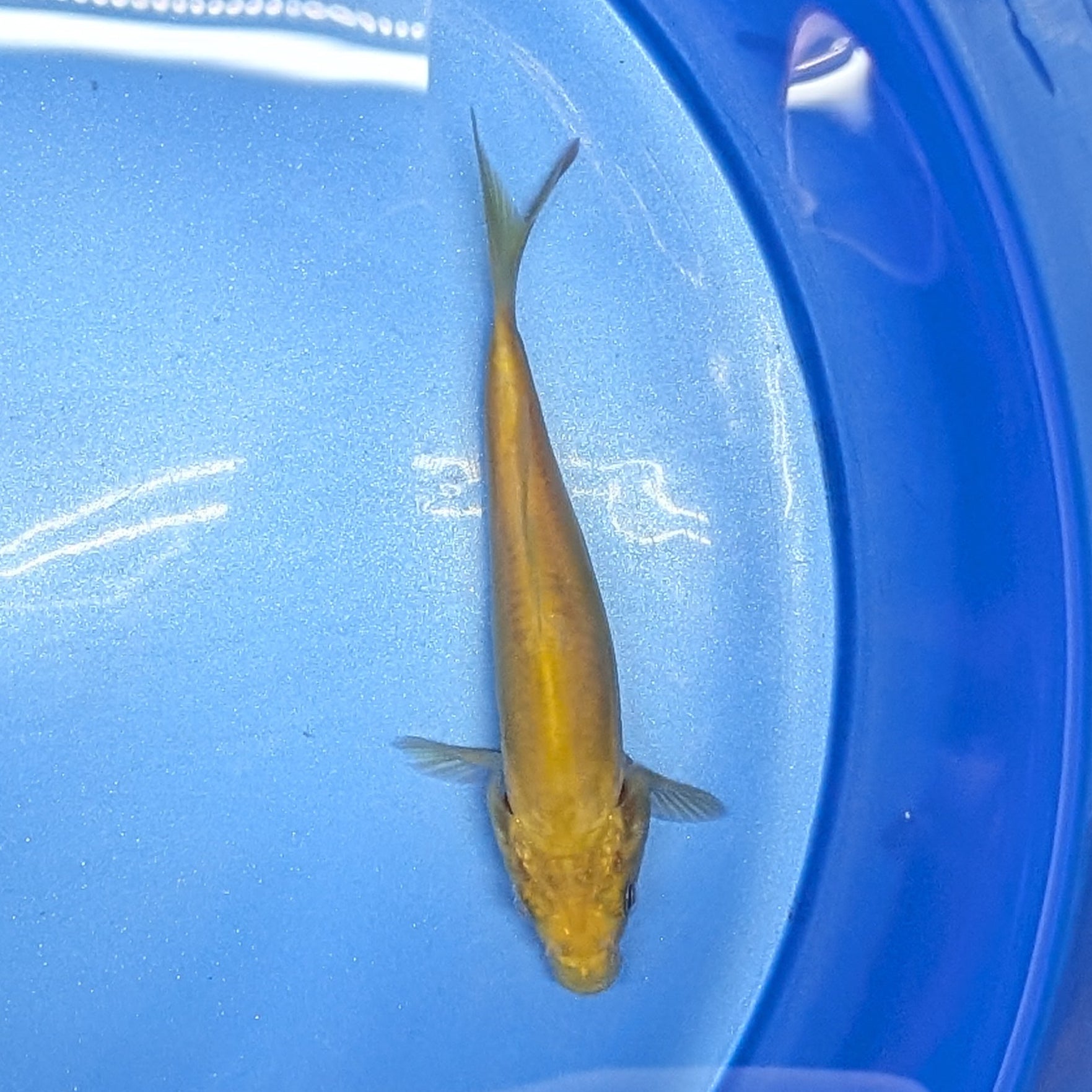 Doitsu Chagoi Koi  4"in. ID#806BFK-026