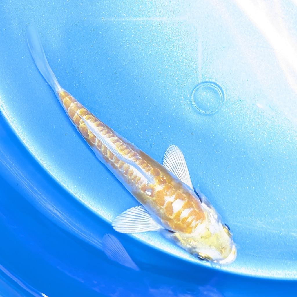 Doitsu Hariwake Koi  4"in. ID#806BFK-017