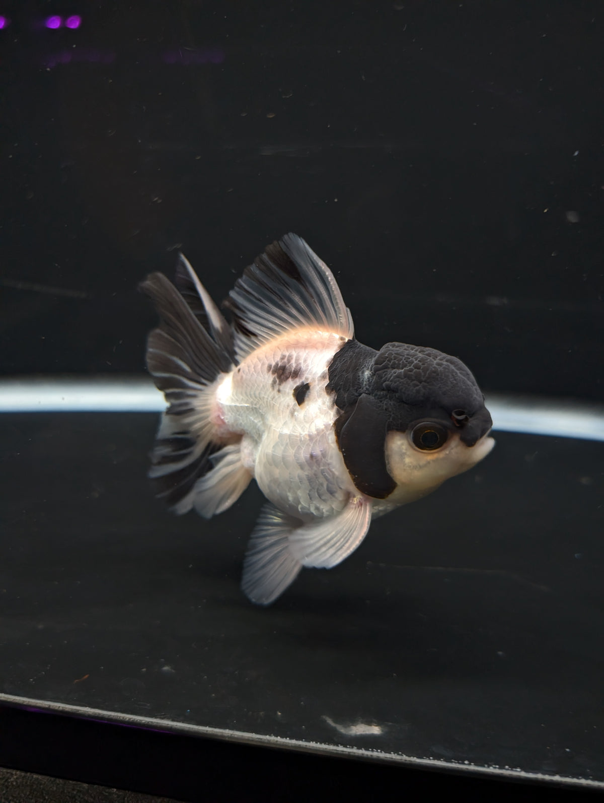 Thai Oranda Panda 4"-4.5"in.  ID#1023T1A-022