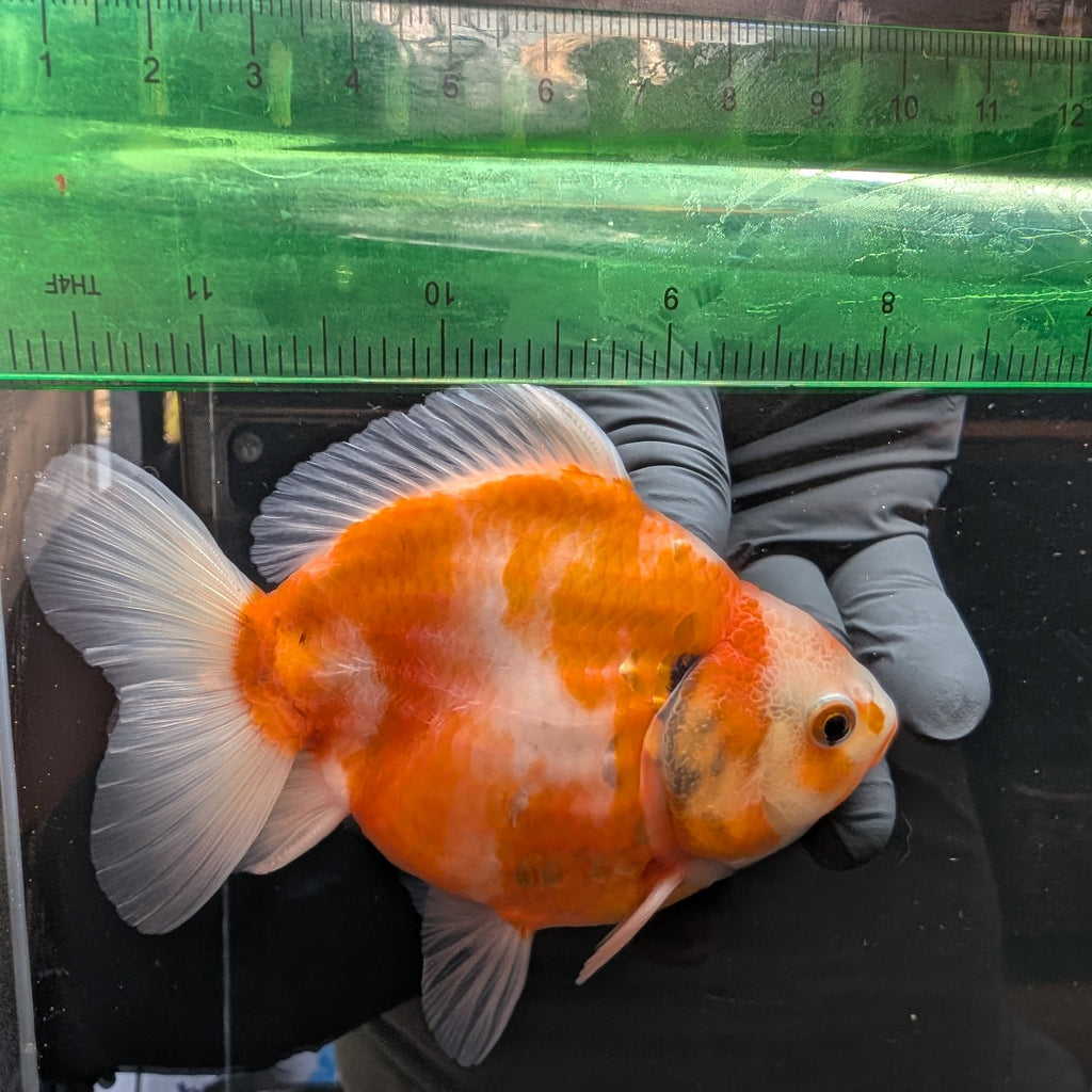 Jumbo Oranda Yuan Bao  Sakura   4"-4.5"in. ID#807SB13A-005