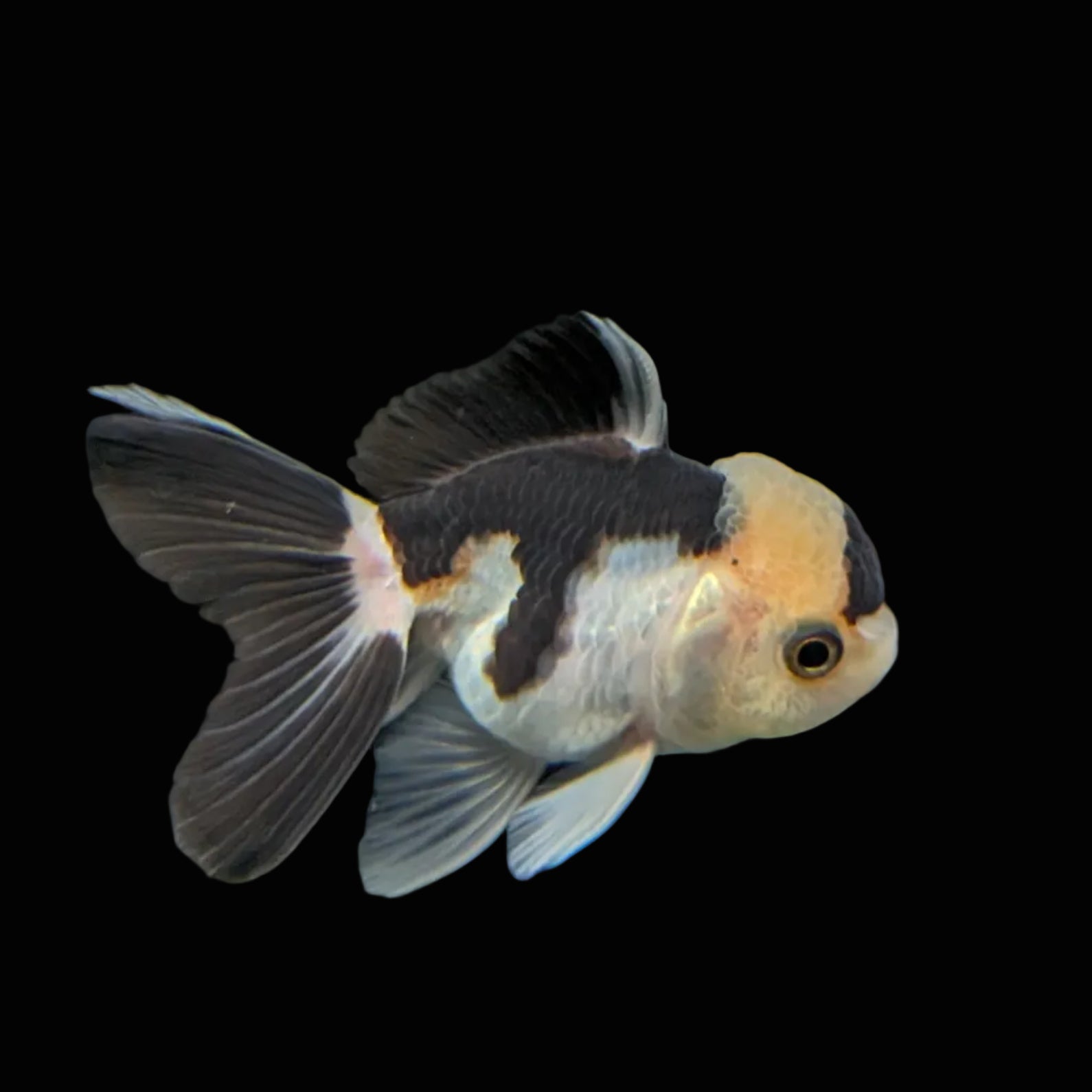 Juvenile Thai Oranda Panda 3"in.  ID#814T1A-008
