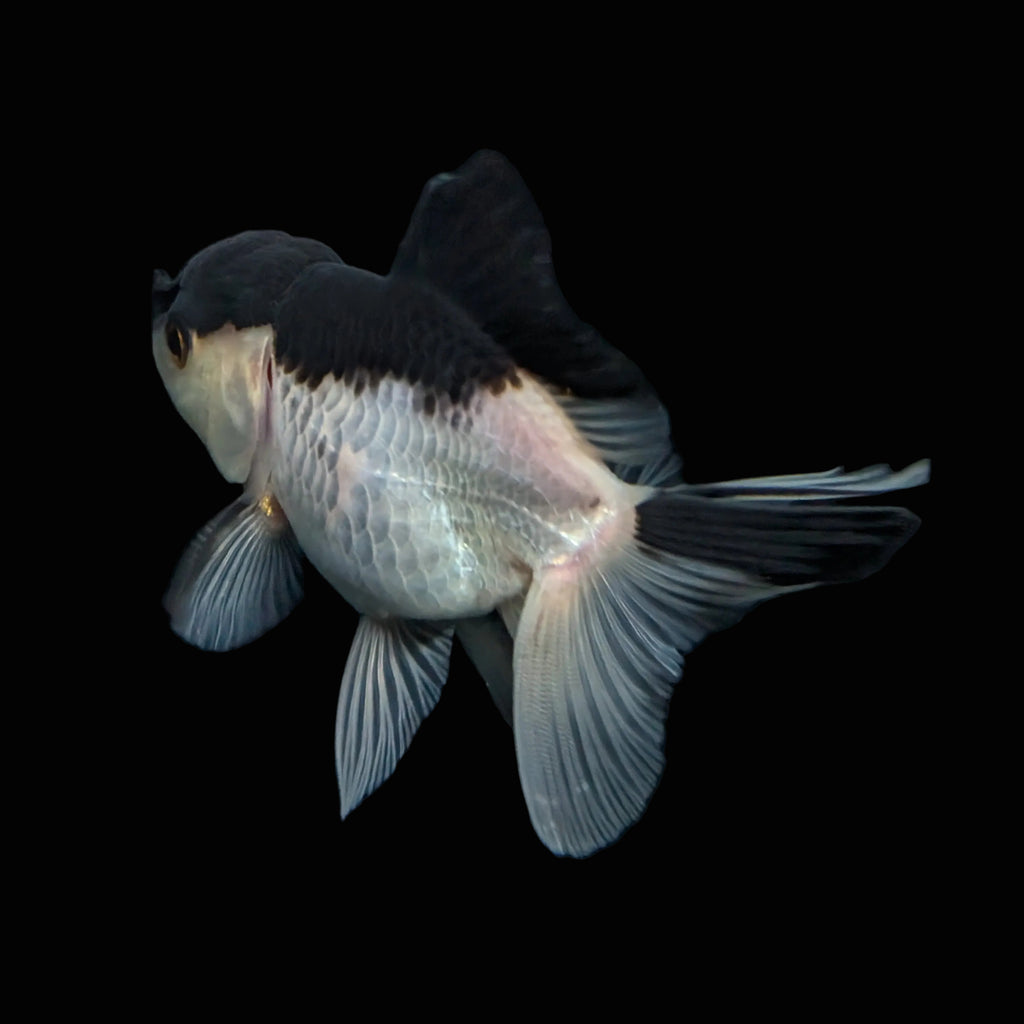 Thai Juvenile Oranda Panda 3"-3.5" in.  ID#717T1A-002