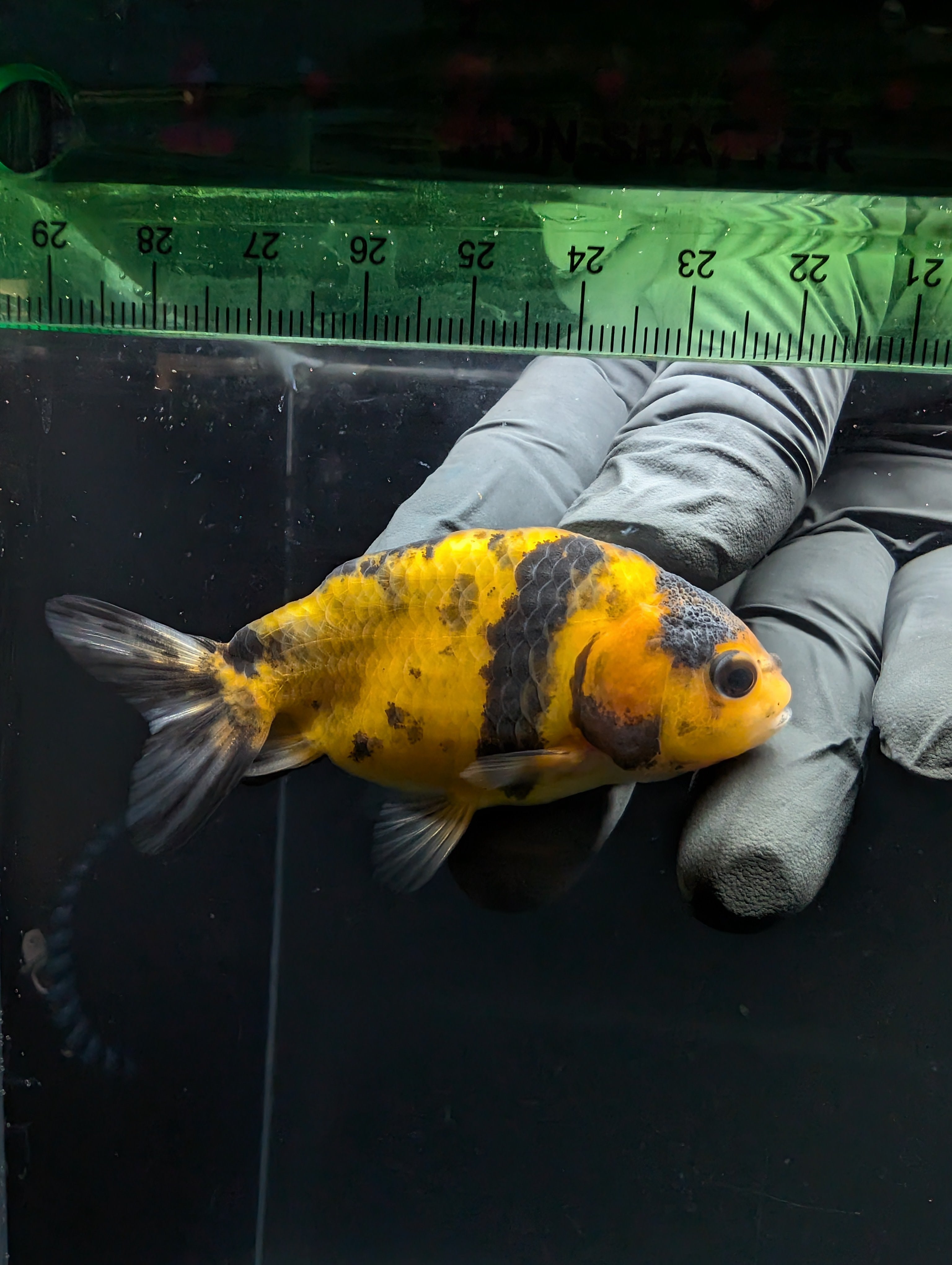 Ranchu Calico 2.5"-3" in. ID#717R4A-012