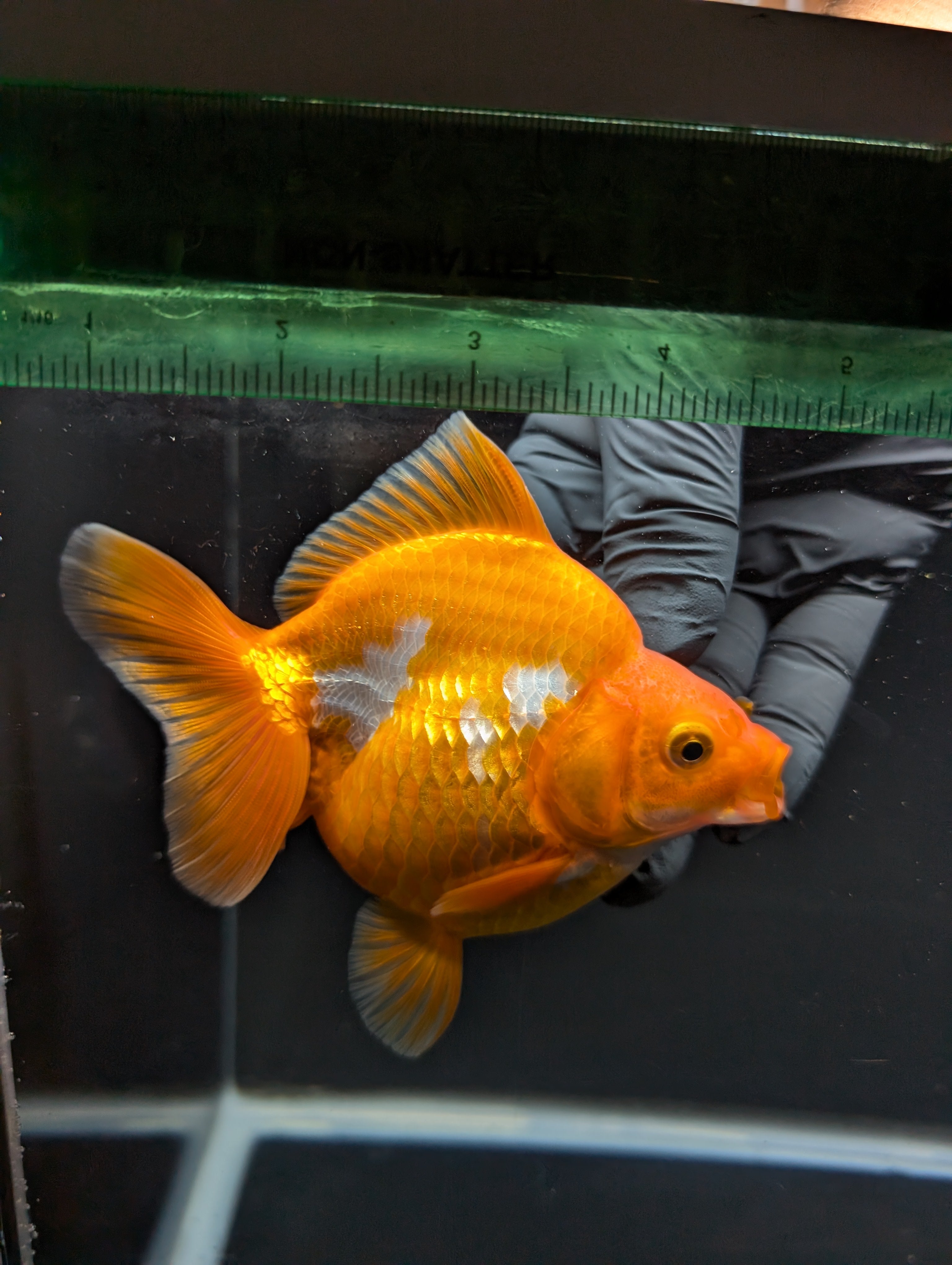Jumbo Ryukin Short Tail Red White 4.5" in. ID#828STR5B-002