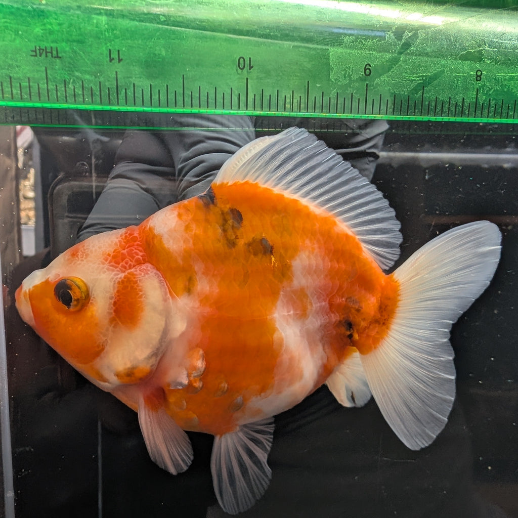 Jumbo Oranda Yuan Bao  Sakura   4"-4.5"in. ID#807SB13A-005