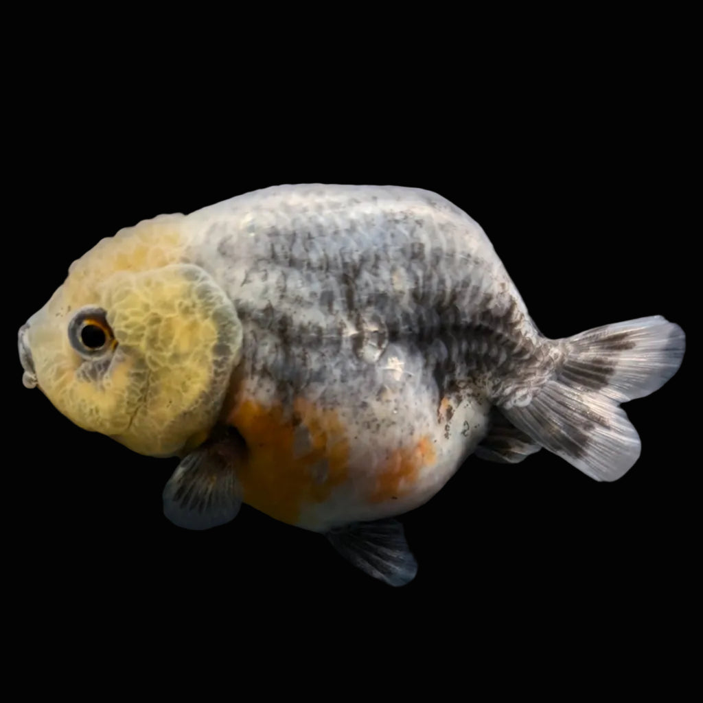 Jumbo Ranchu Calico 3.5"- 4" in. ID#703R8A-007