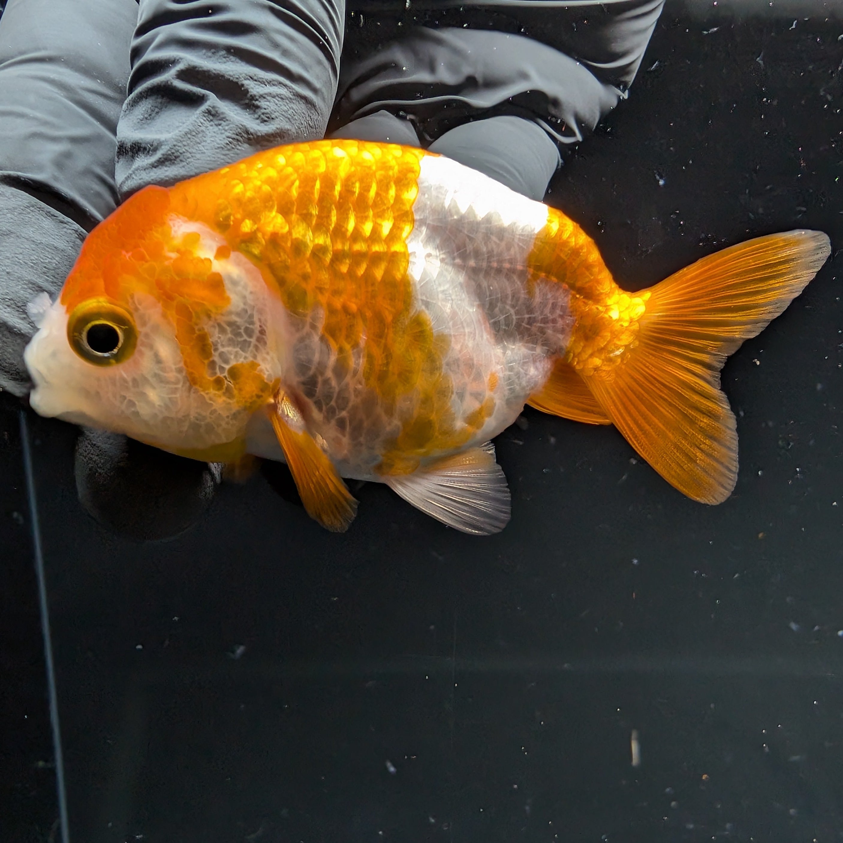 Ranchu Red White 2.5"-3" in. ID#724R4A-025