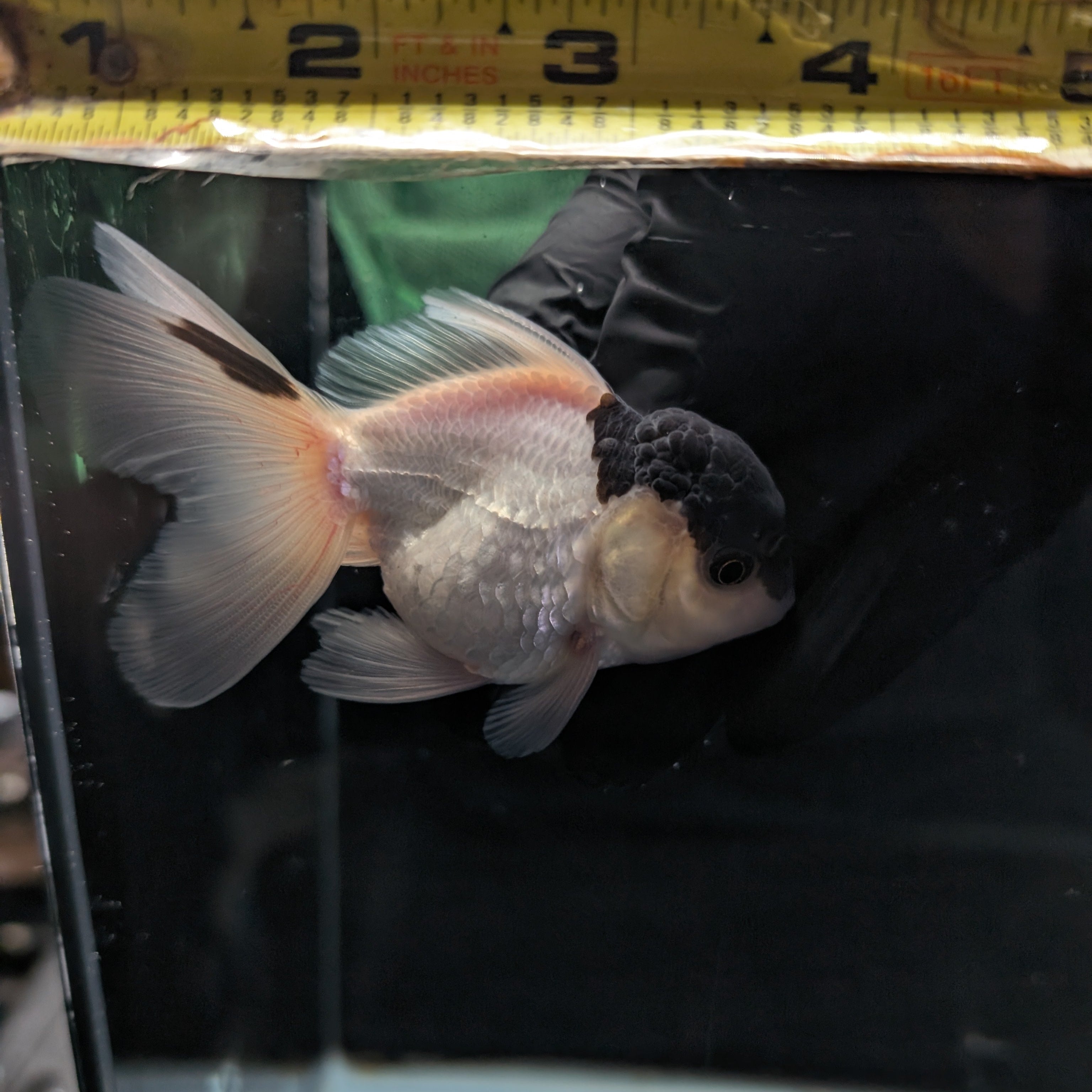Juvenile Oranda Panda 3.5"-4" in.  ID#327T13b-032