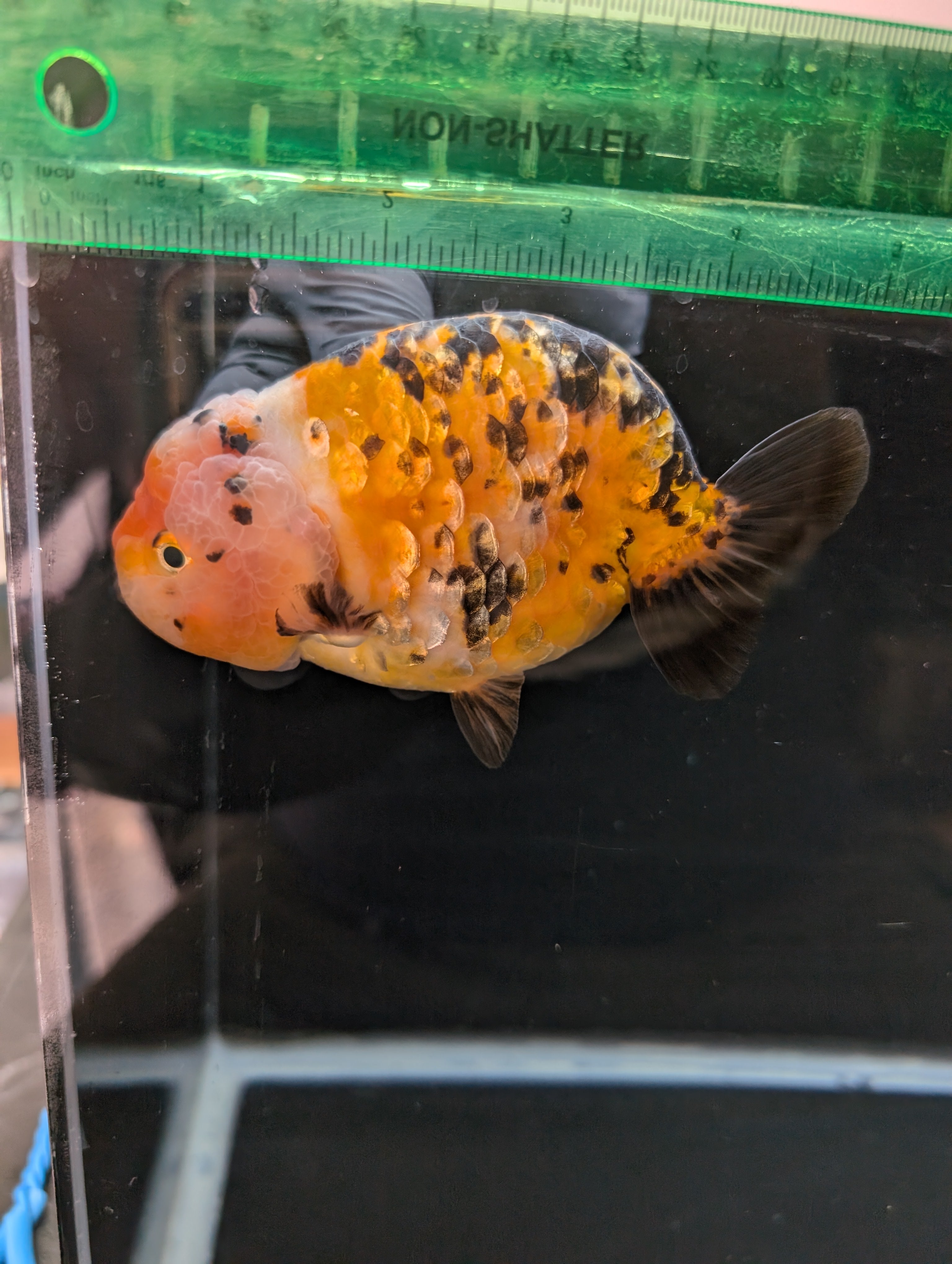 Jumbo Ranchu Calico 4.5"-5" in. ID#821R8A-033