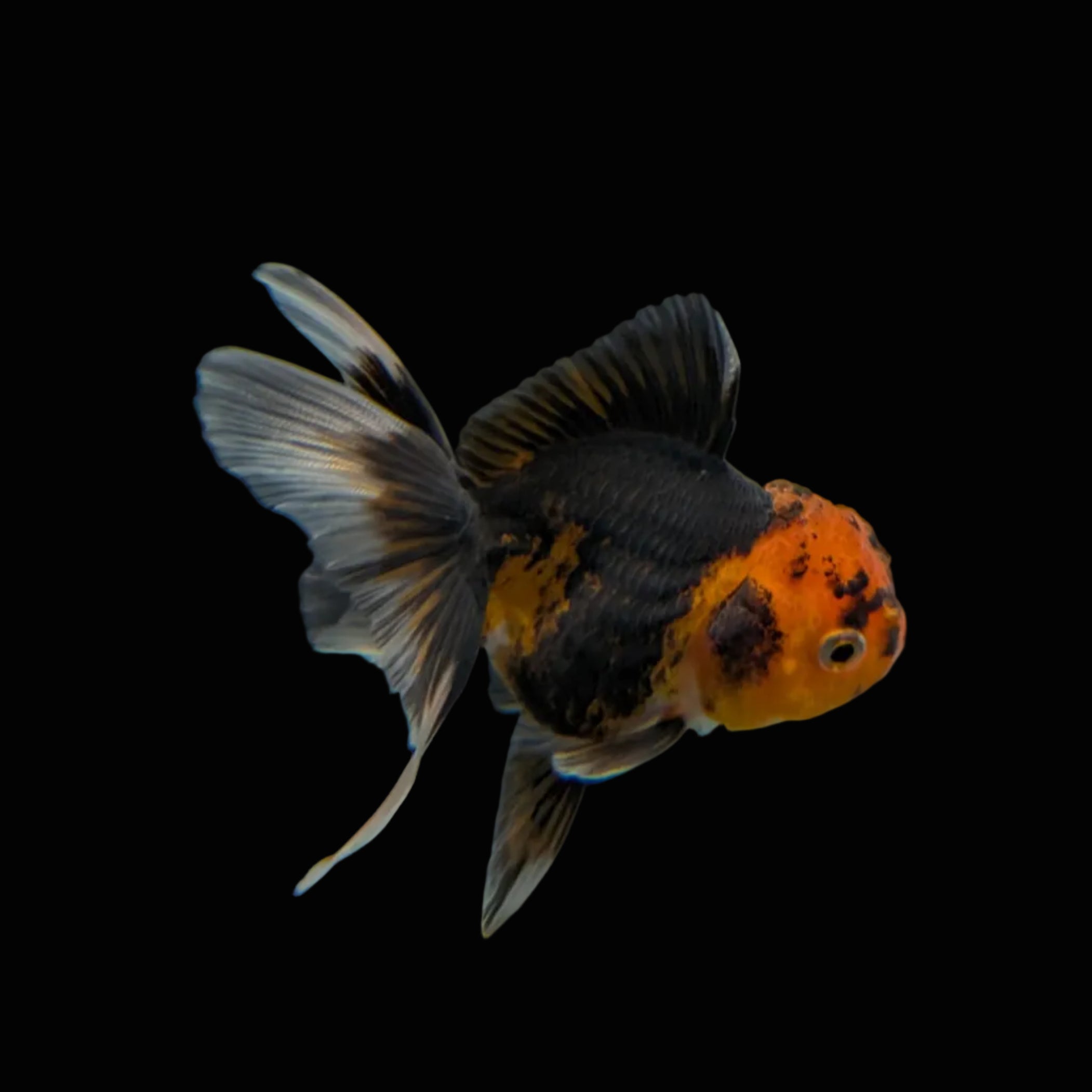 Juvenile Oranda Tricolor 3.5"-4" in.  ID#320T13b-008