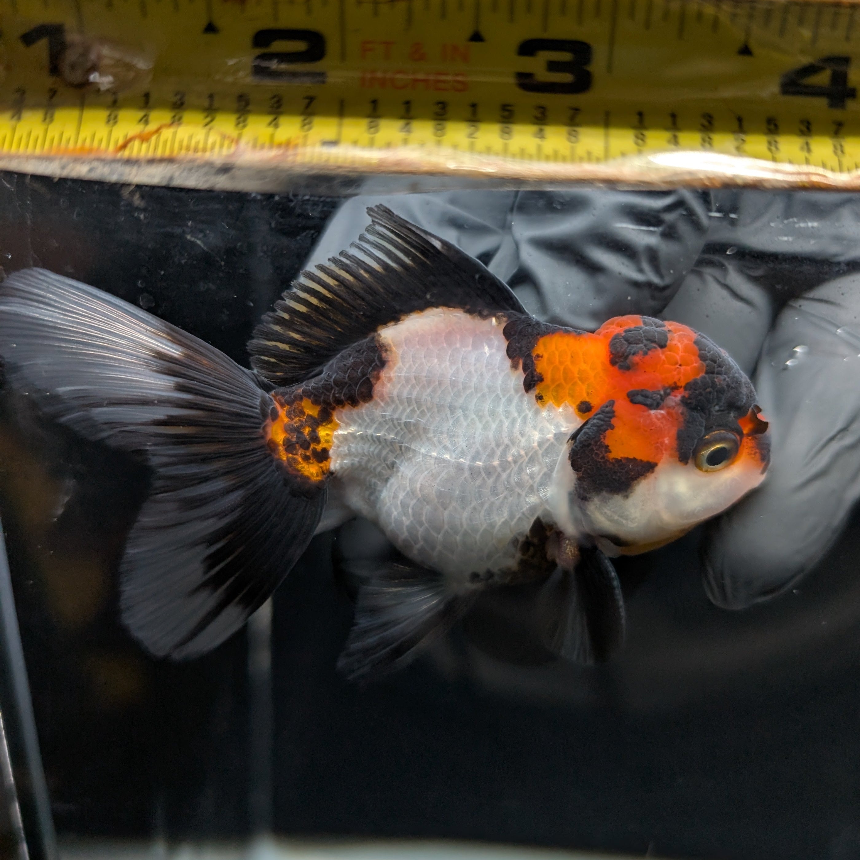 Juvenile Oranda Tricolor 3.5"-4" in.  ID#403T8A-001
