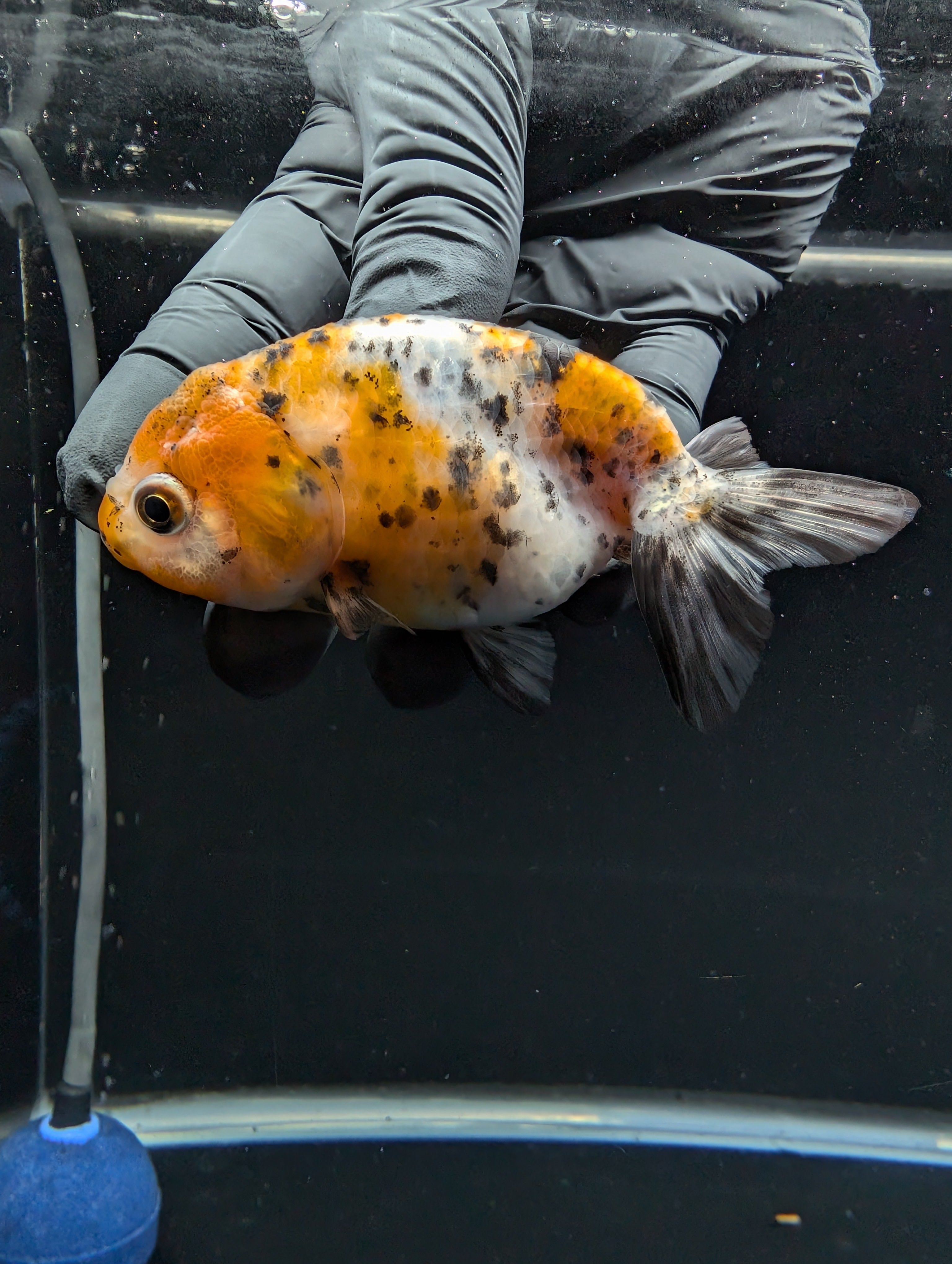 Ranchu Calico 3"-3.5" in. ID#529R13A-063