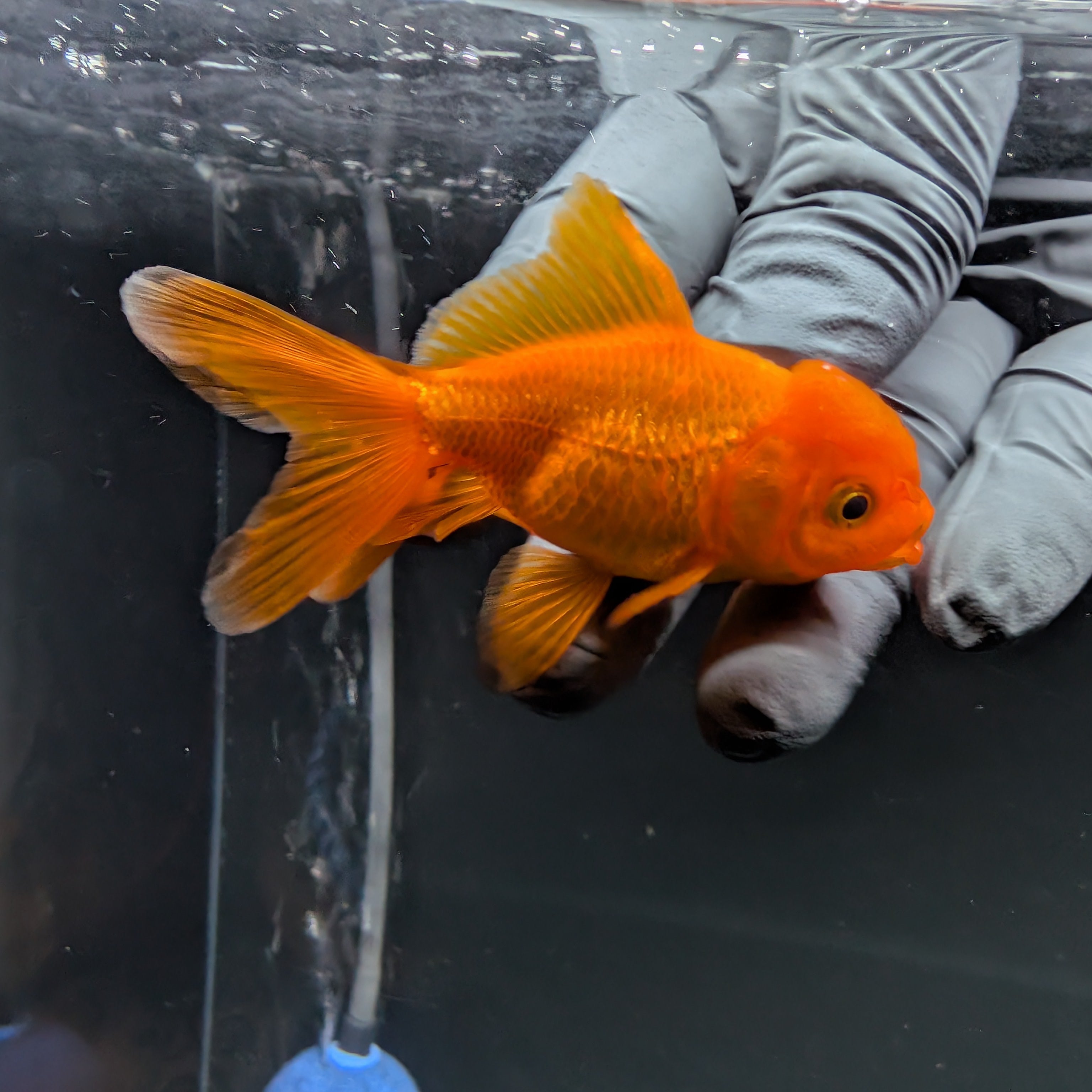 Juvenile Oranda Red Black 3"-3.5"in.  ID#515T2A-010