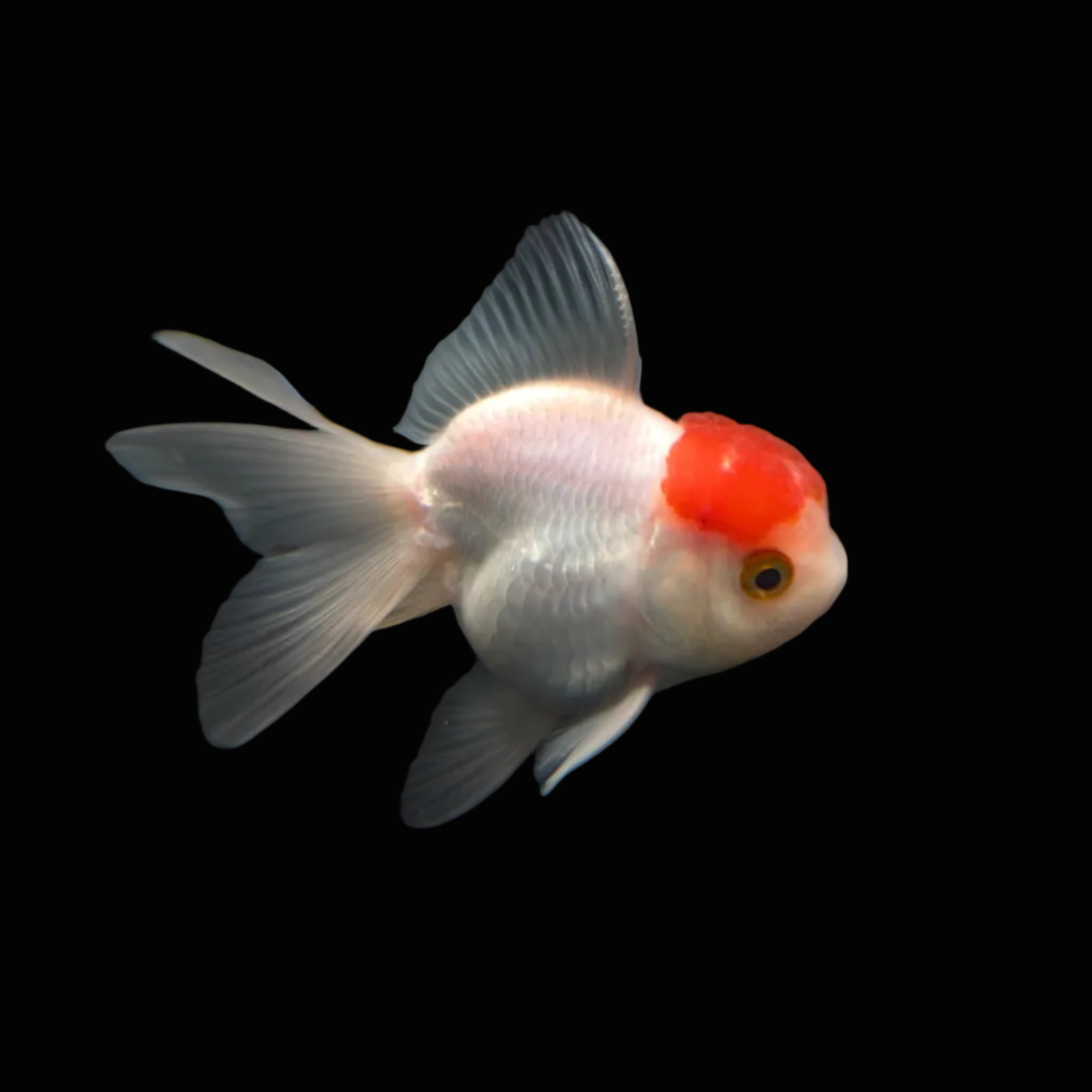 Juvenile Oranda Red Cap 3.5"-4" in.  ID#327T13b-034