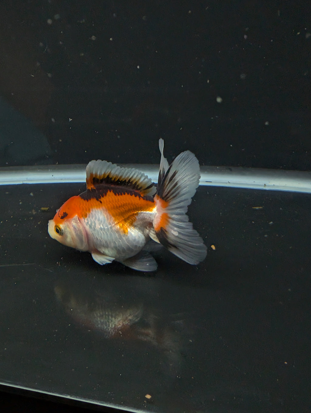 Thai Juvenile Oranda Tricolor 3"-3.5" in.  ID#626T1A-004
