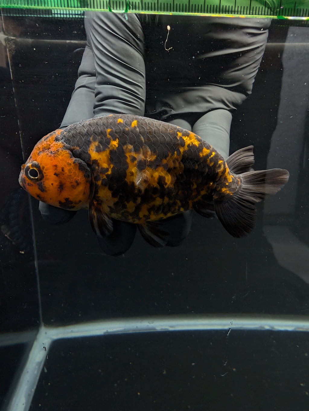 Jumbo Ranchu Calico 3.5"- 4" in. ID#717R8A-005