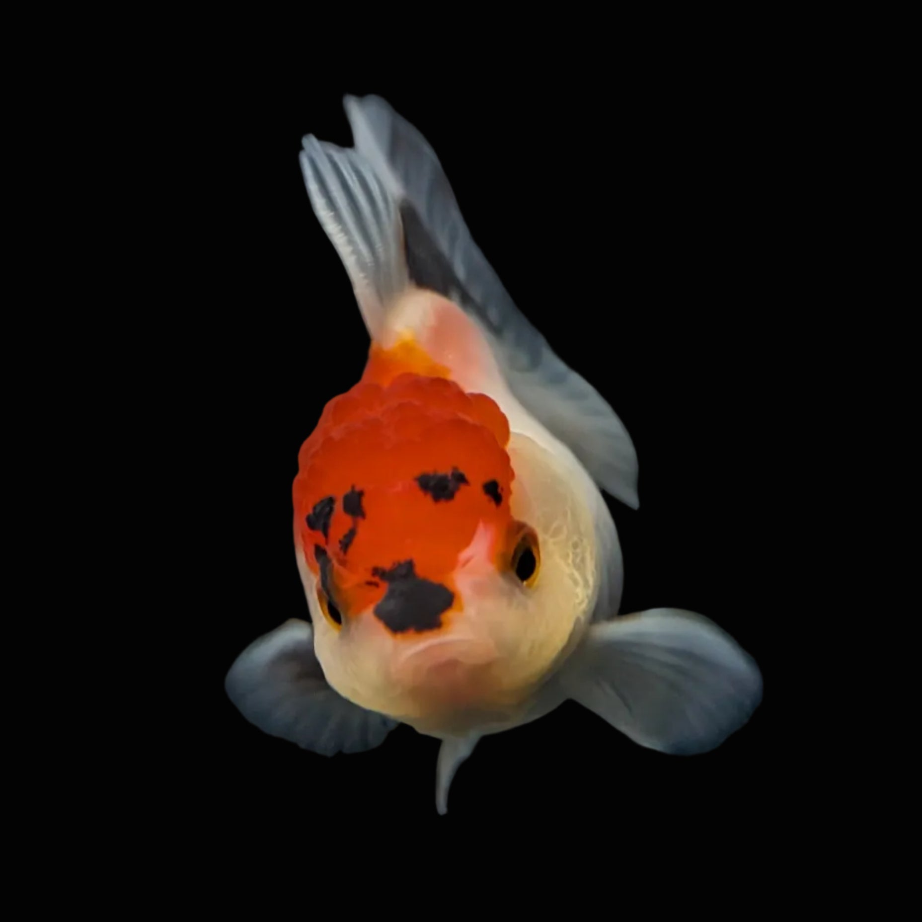 Juvenile Oranda Tricolor 3.5"-4" in.  ID#424T1A-007
