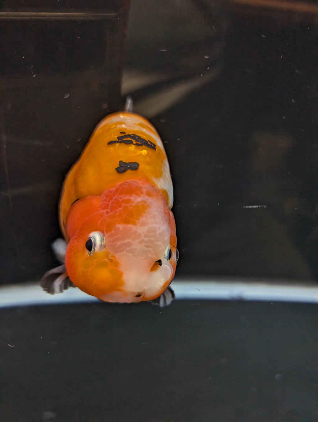 Jumbo Ranchu Calico 4.5"-5" in. ID#821R8A-032