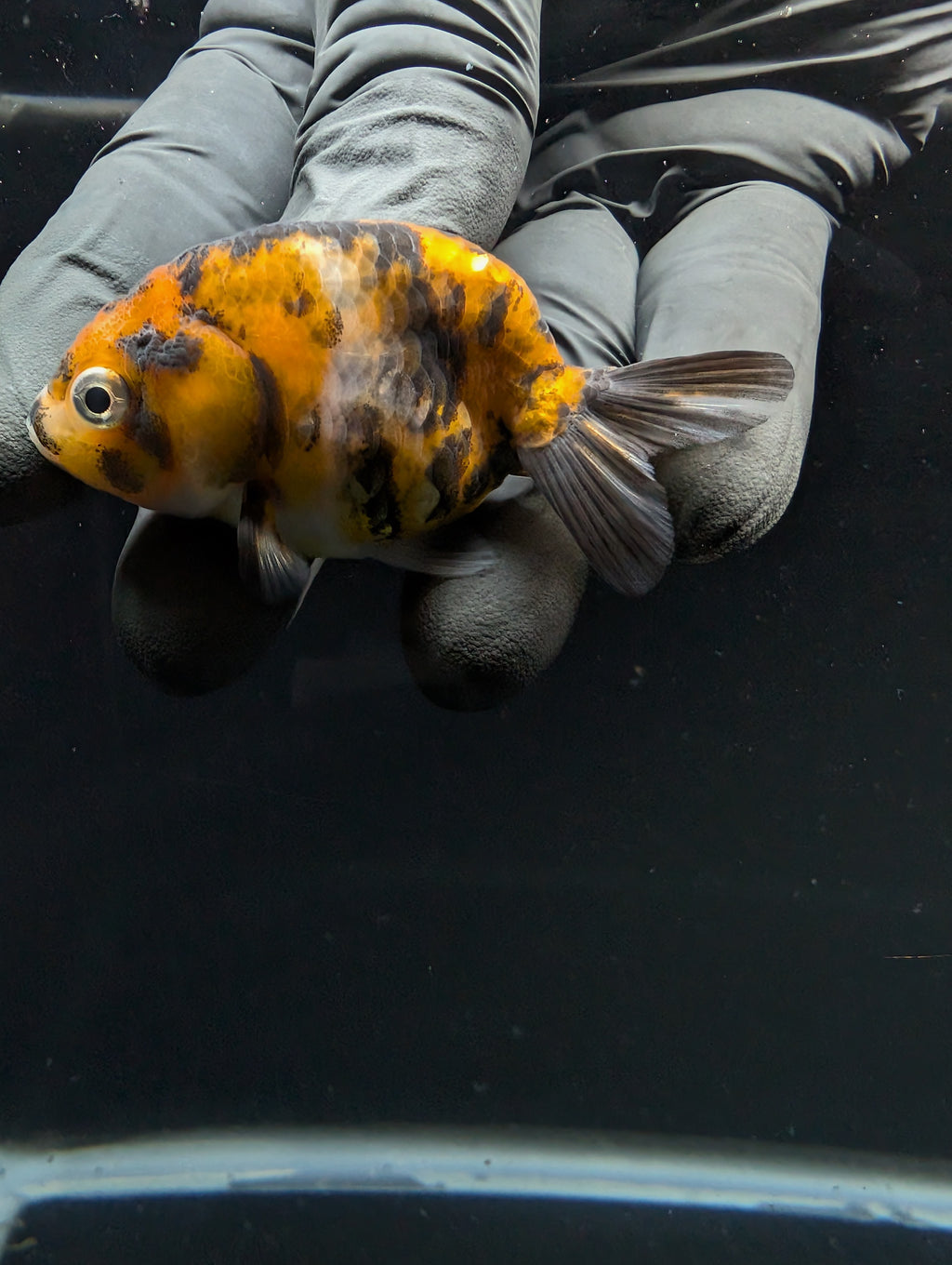Ranchu Calico 2.5"-3" in. ID#717R4A-011