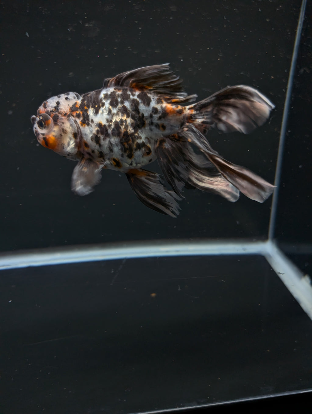 Calico Oranda 4.5"-5"in. ID#911LB2A-002