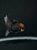 Thai Oranda Tricolor 4"-4.5"in.  ID#1023T1A-021