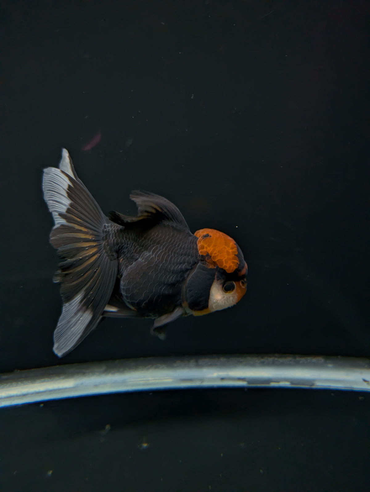 Thai Oranda Tricolor 4"-4.5"in.  ID#1023T1A-021
