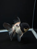 Thai Oranda Panda 4"-4.5"in.  ID#1023T1A-022