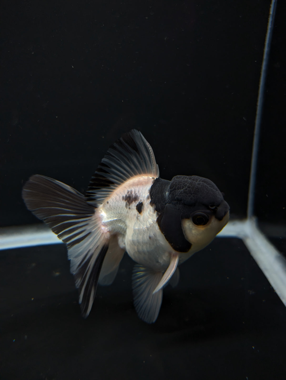 Thai Oranda Panda 4"-4.5"in.  ID#1023T1A-022