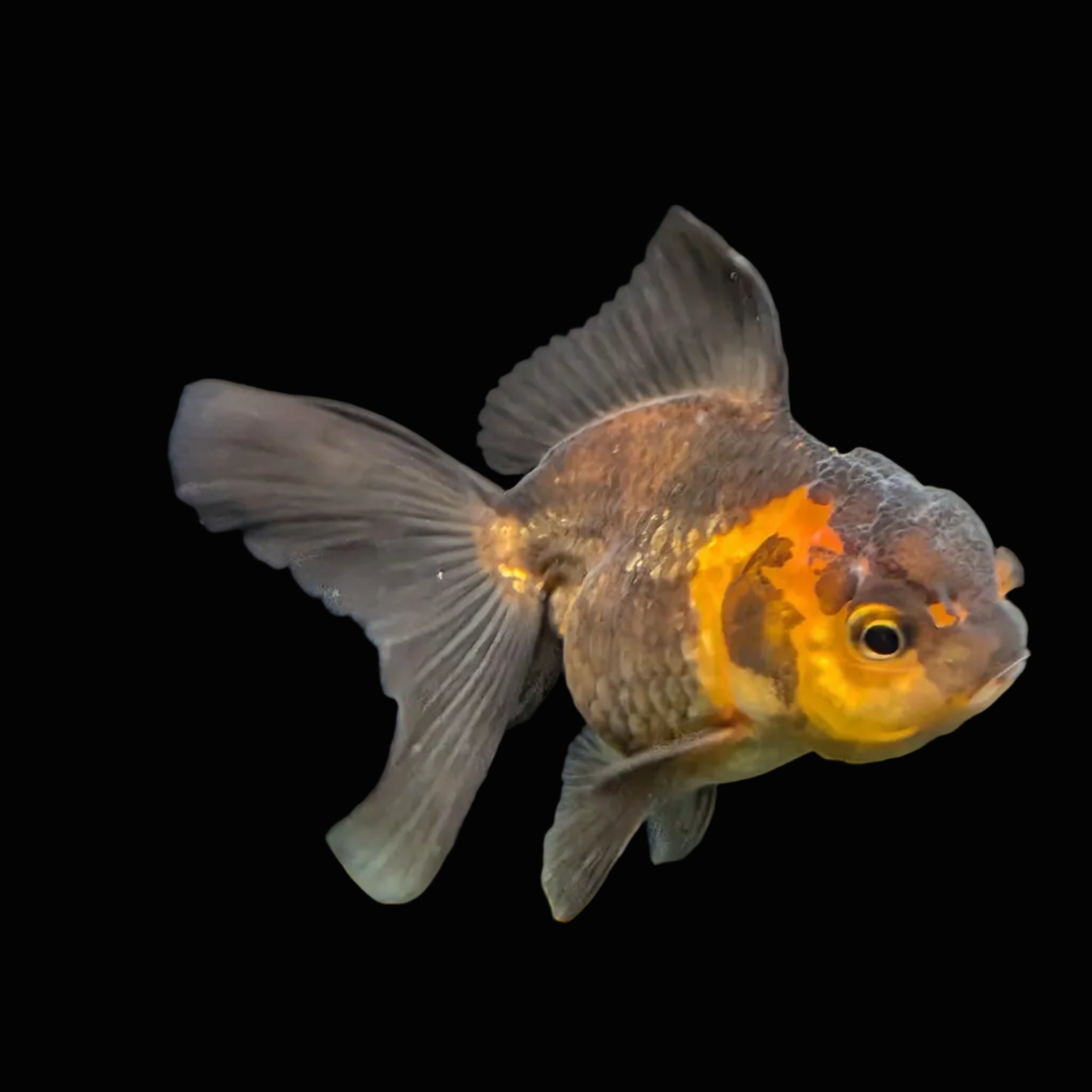 Juvenile Oranda Tricolor 3.5"-4" in.  ID#417T7A-011