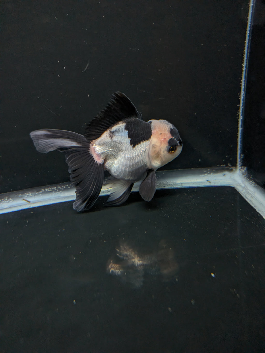 Thai Oranda Panda 4"-4.5"in.  ID#1016T1A-005