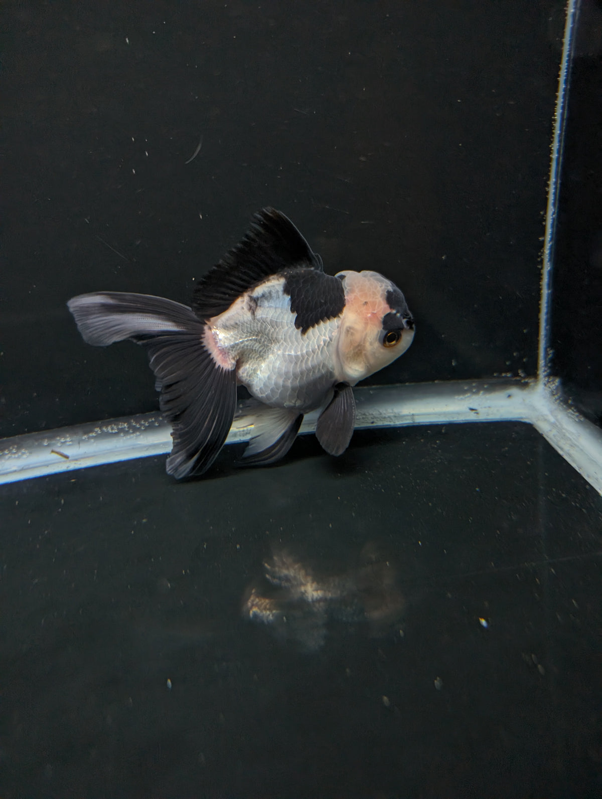 Thai Oranda Panda 4"-4.5"in.  ID#1016T1A-005