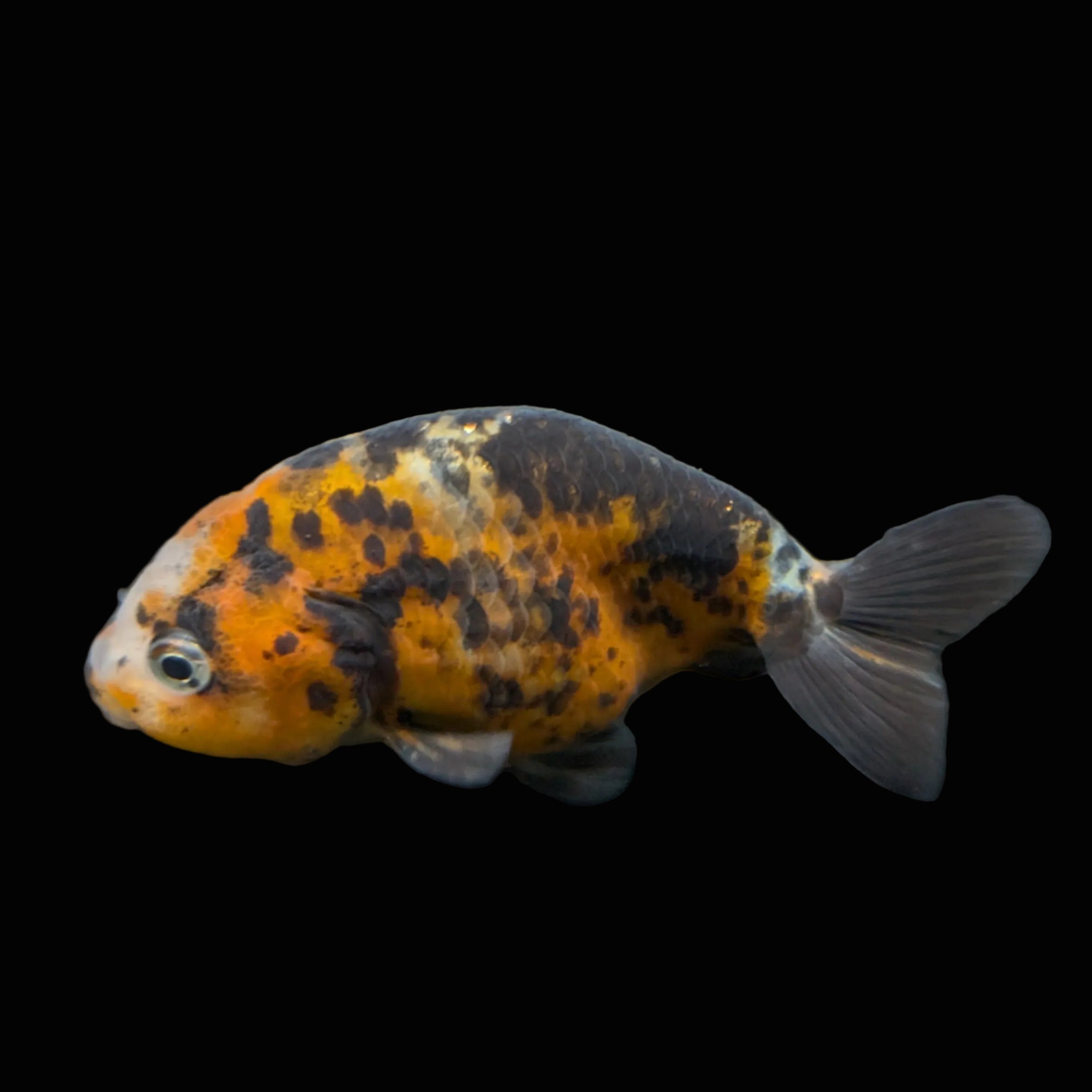 Ranchu Calico 3"-3.5" in. ID#417R13A-002