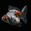 Jumbo Ryukin Short Tail Kirin Calico 4"-4.5" in. ID#4245B-002