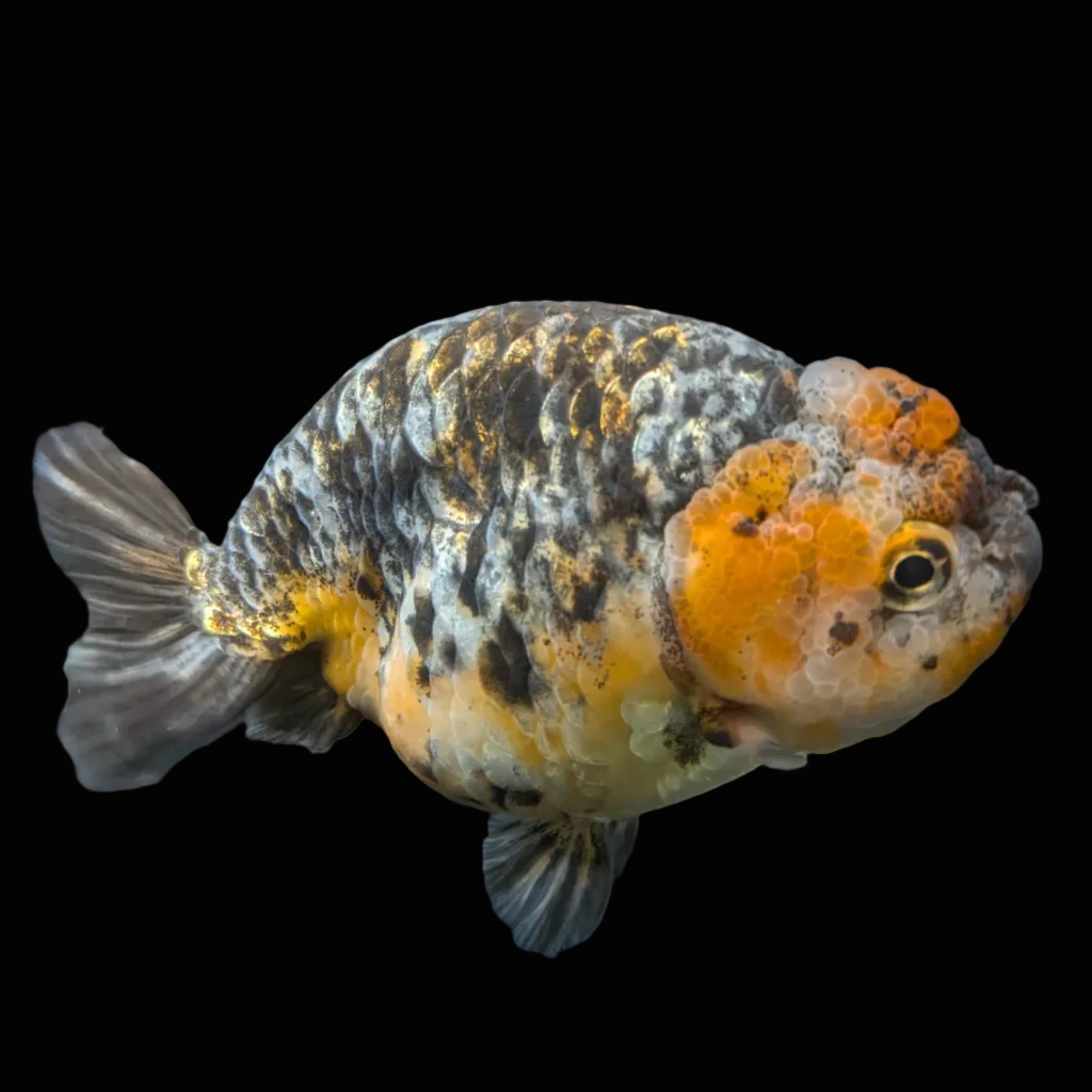 Jumbo Ranchu Kirin Calico 4.5"-5" in. ID#828R8A-051