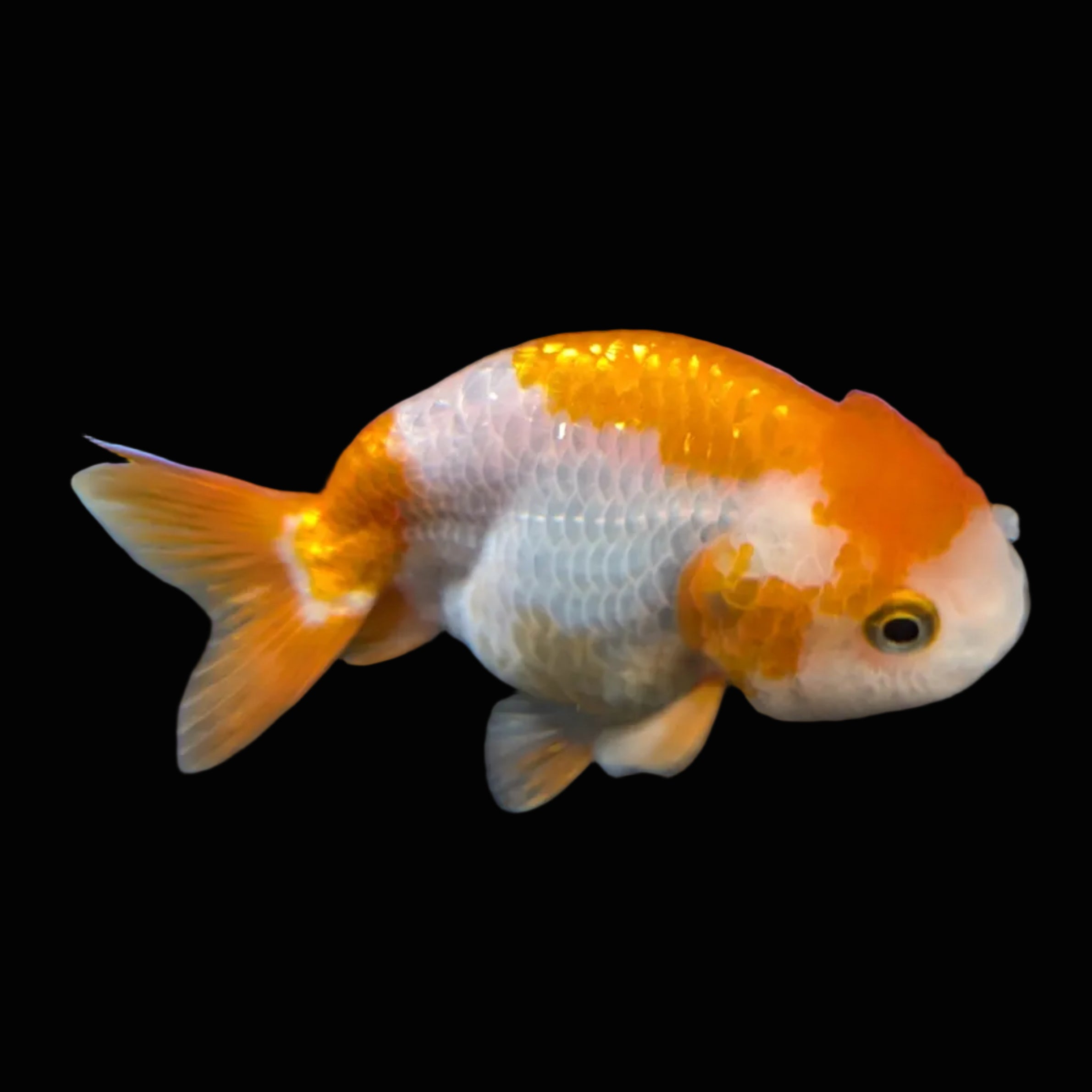 Ranchu Red White 3"-3.5" in. ID#417R13A-008