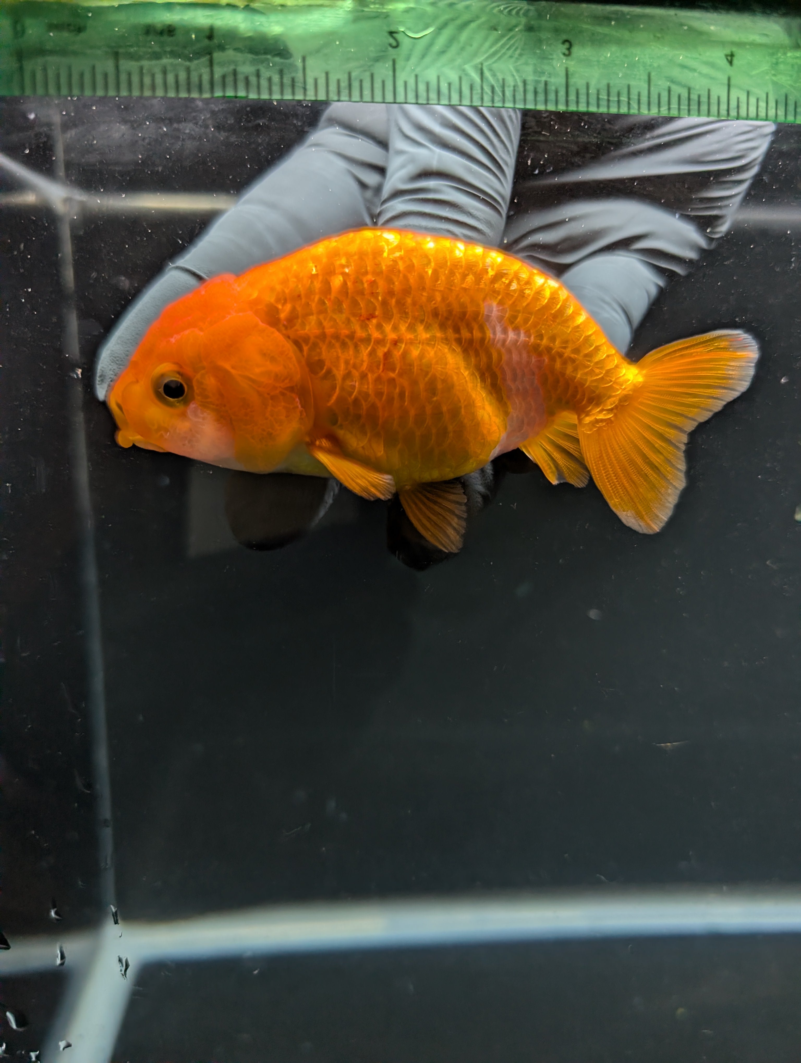 Ranchu Red White 3.5"-4"in. ID#828R4A-022
