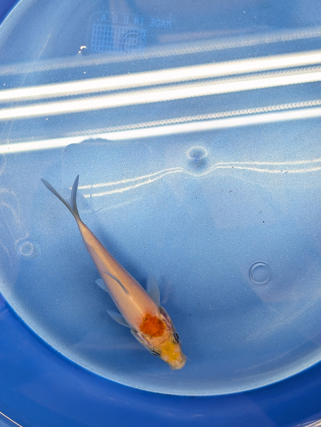 Tancho Kohaku Koi  4"in. ID#806BFK-016