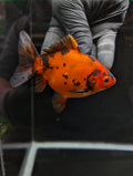 Tamasaba Calico 4" in. ID#1023TM1B-022