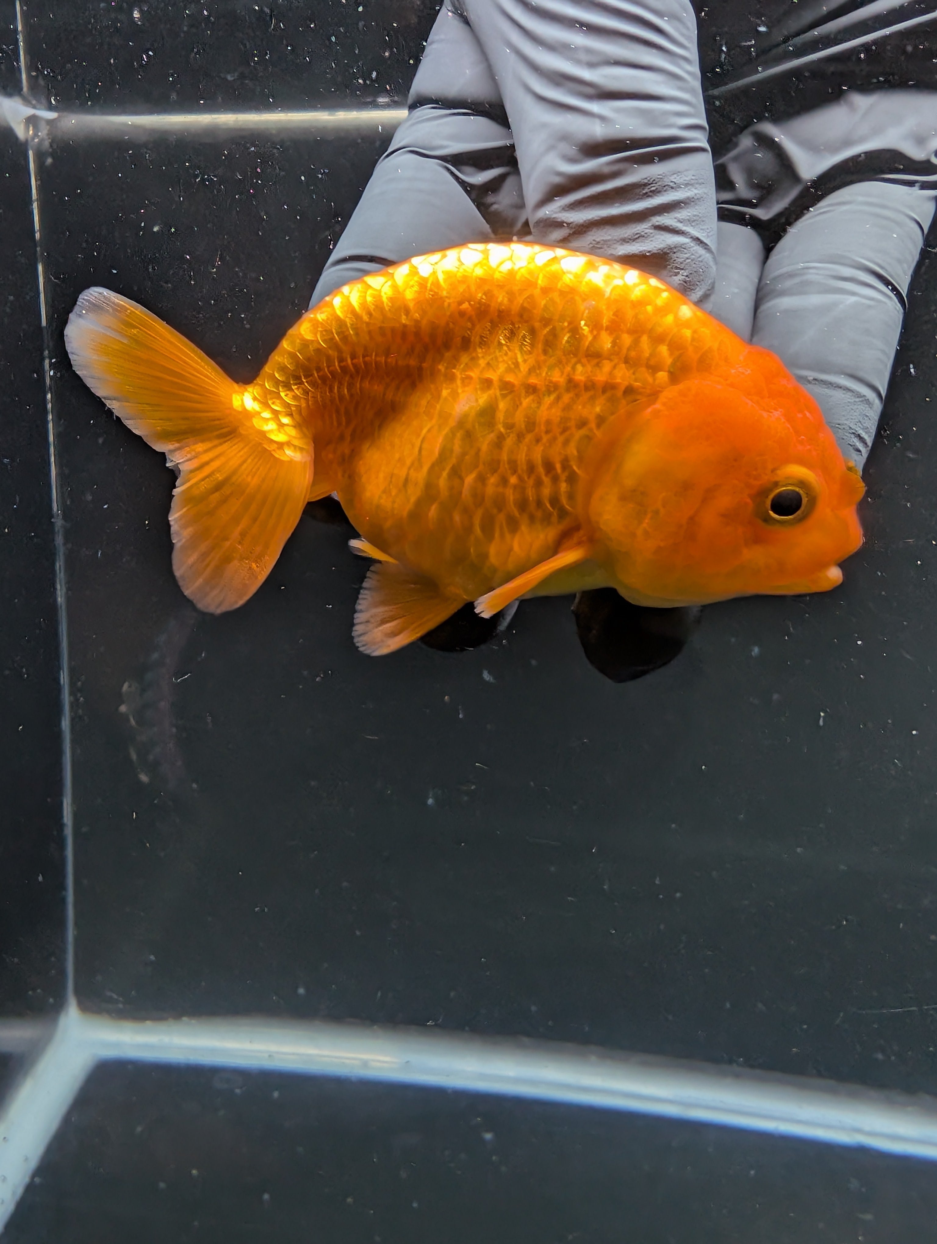 Ranchu Red White 3.5"-4"in. ID#828R4A-025